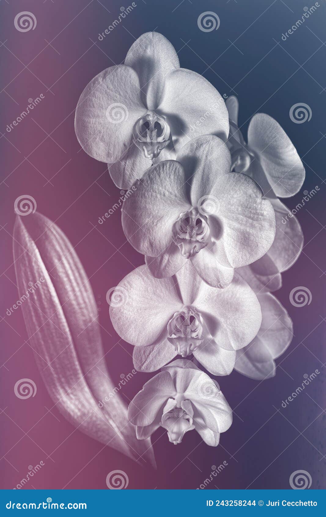 balck and white orchid with colored background
