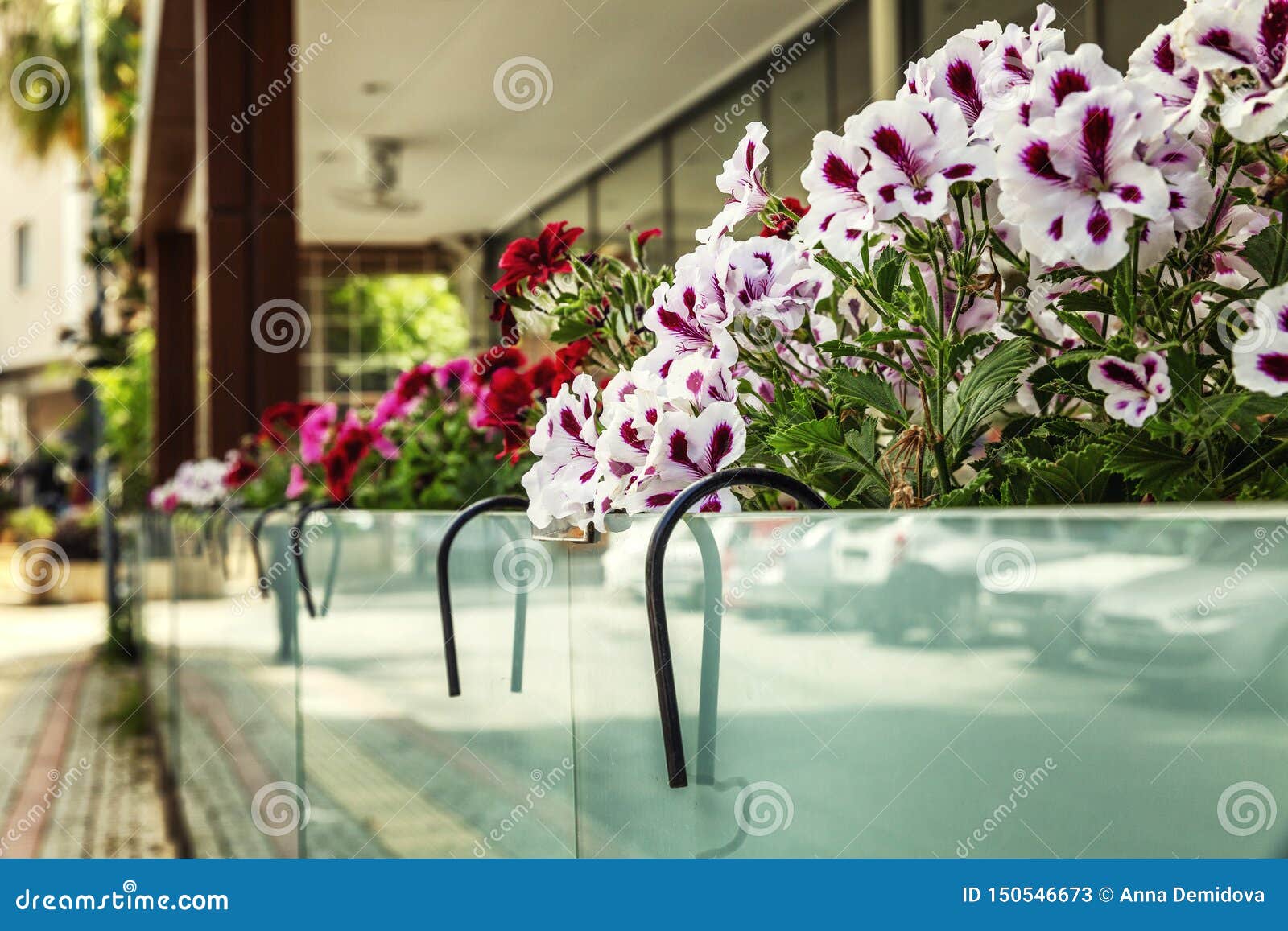 Balcony with Flowers. Summer Beautiful Terrace Stock Image Image of