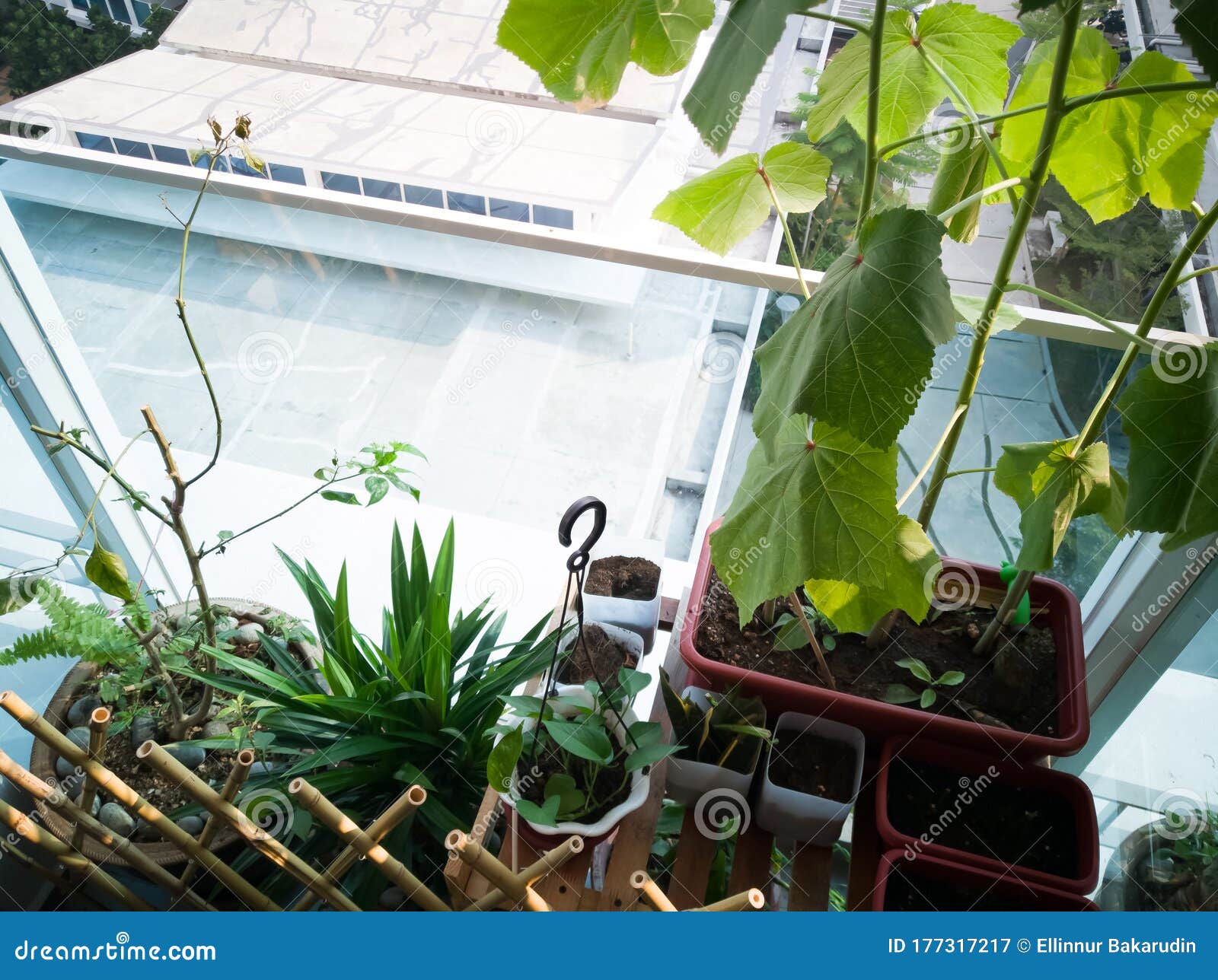 Balcony Garden In High Floor At The Apartment Building In Malaysia Stock Image Image Of Potted Natural Balcony Garden In High Floor At The Apartment Building In Malaysia Stock Image Image Of Potted Natural