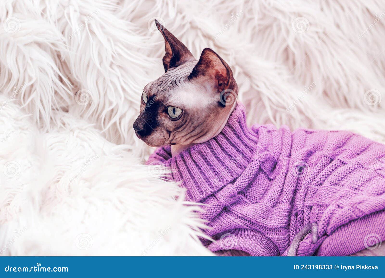 Cat Sweater Sphynx Sweater Cat Clothes Sphynx Clothes 