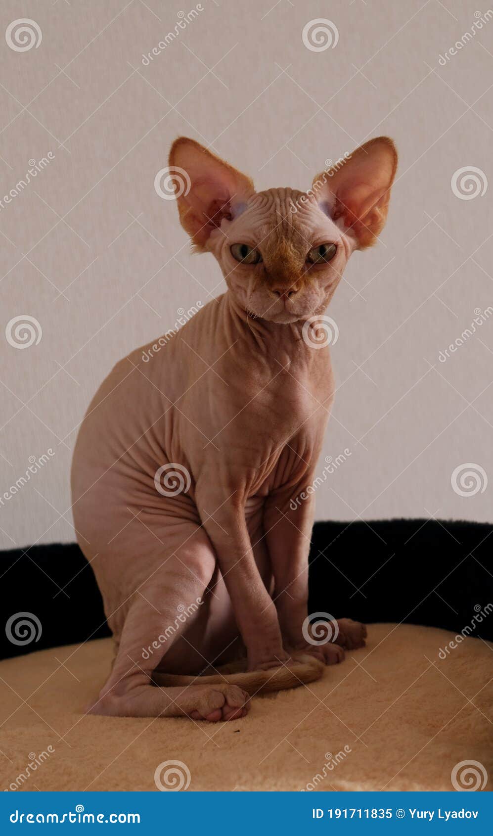 cats without hair