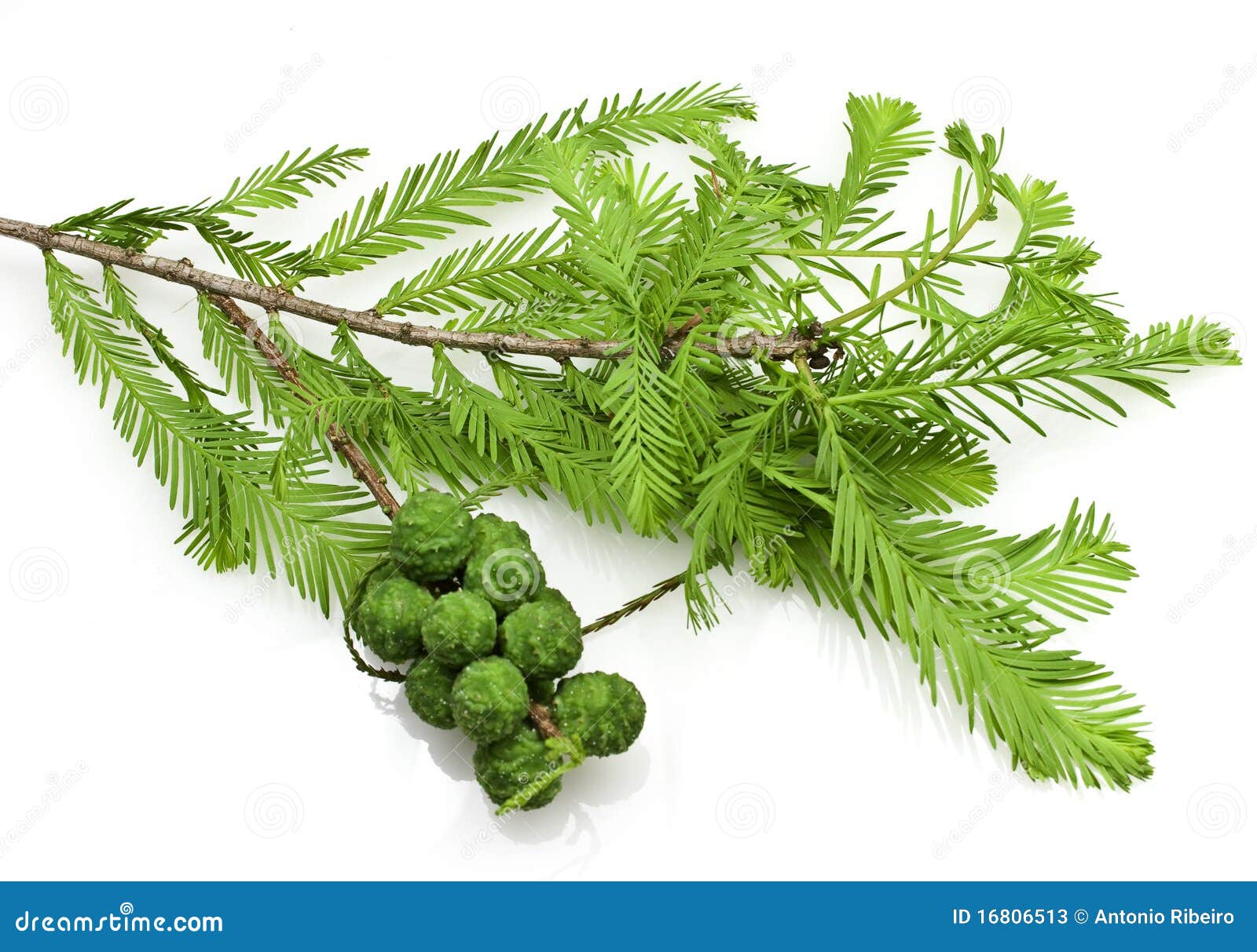 bald cypress cones and leaves