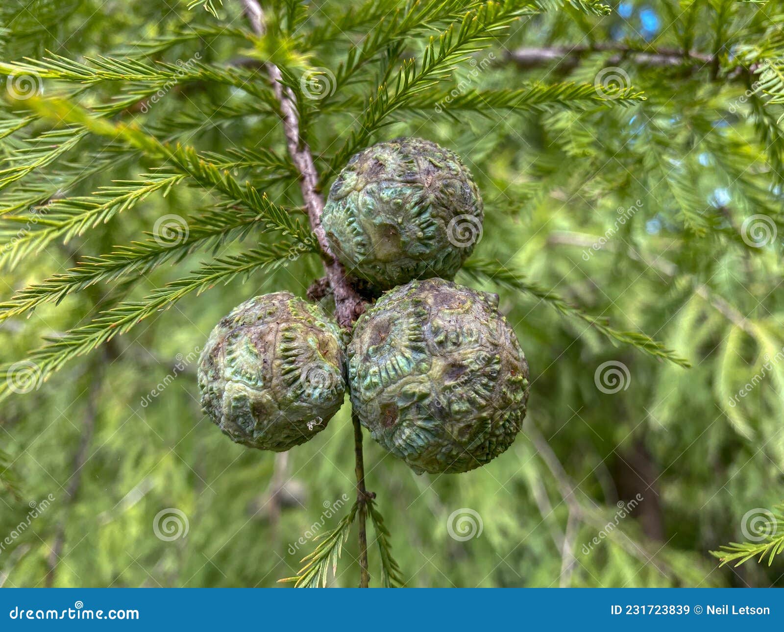 bald cypress tree leaf identification