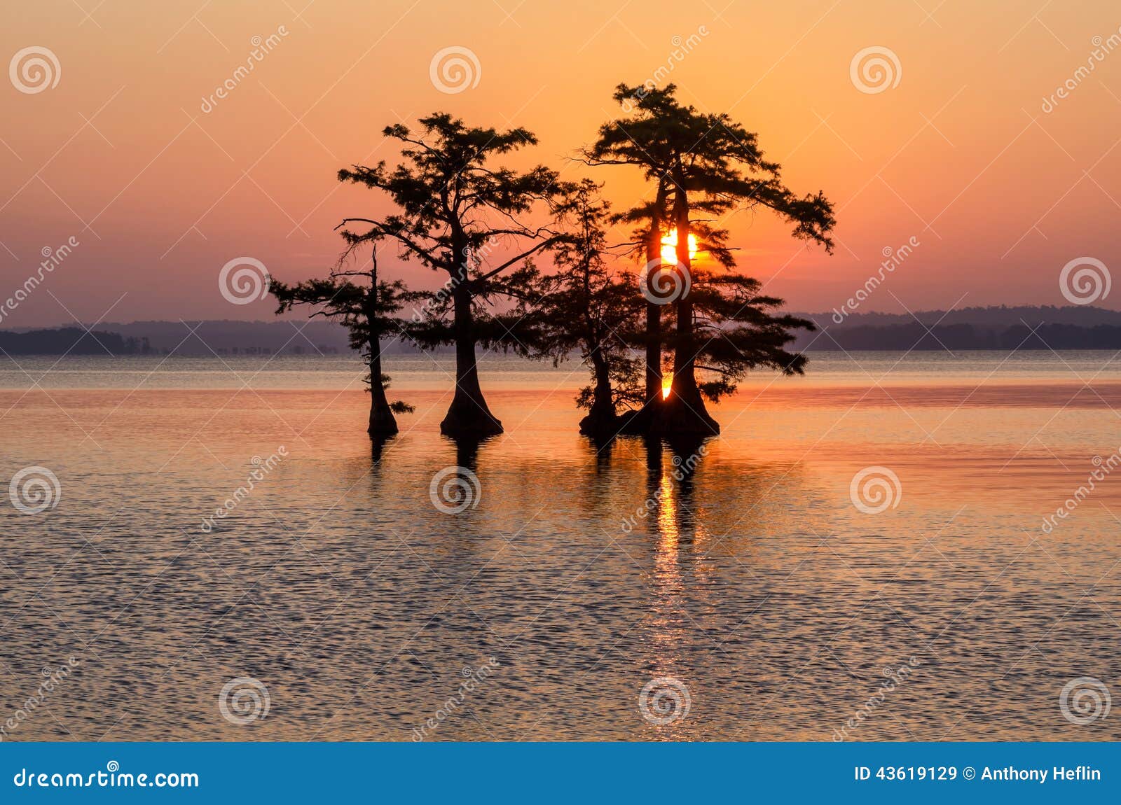 bald cypress trees, reelfoot lake, tennessee state park