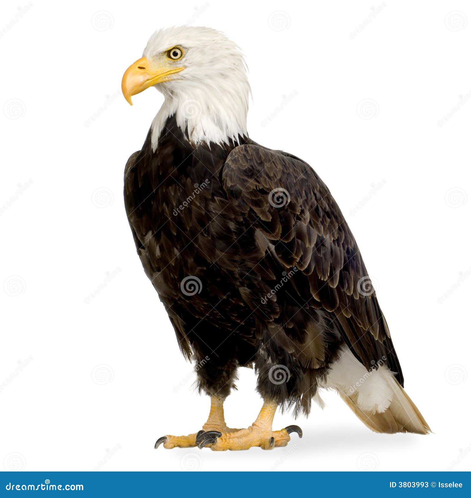 bald eagle (22 years) - haliaeetus leucocephalus