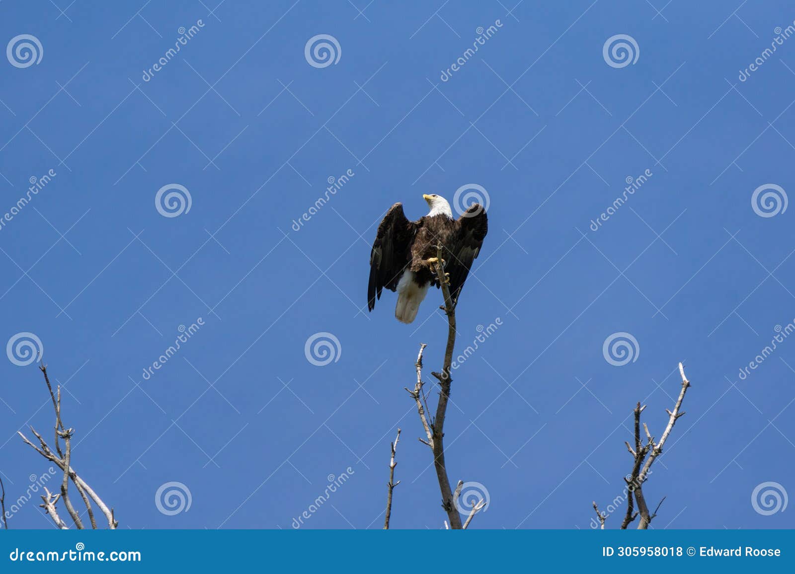 bald eagle ablout to fly