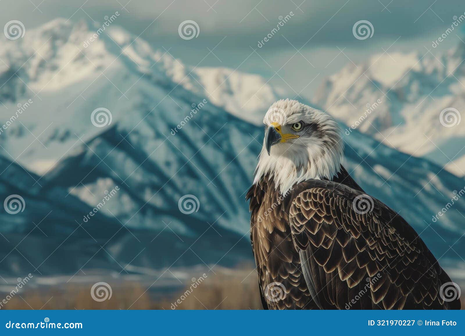 bald eagle against snowy mountains background