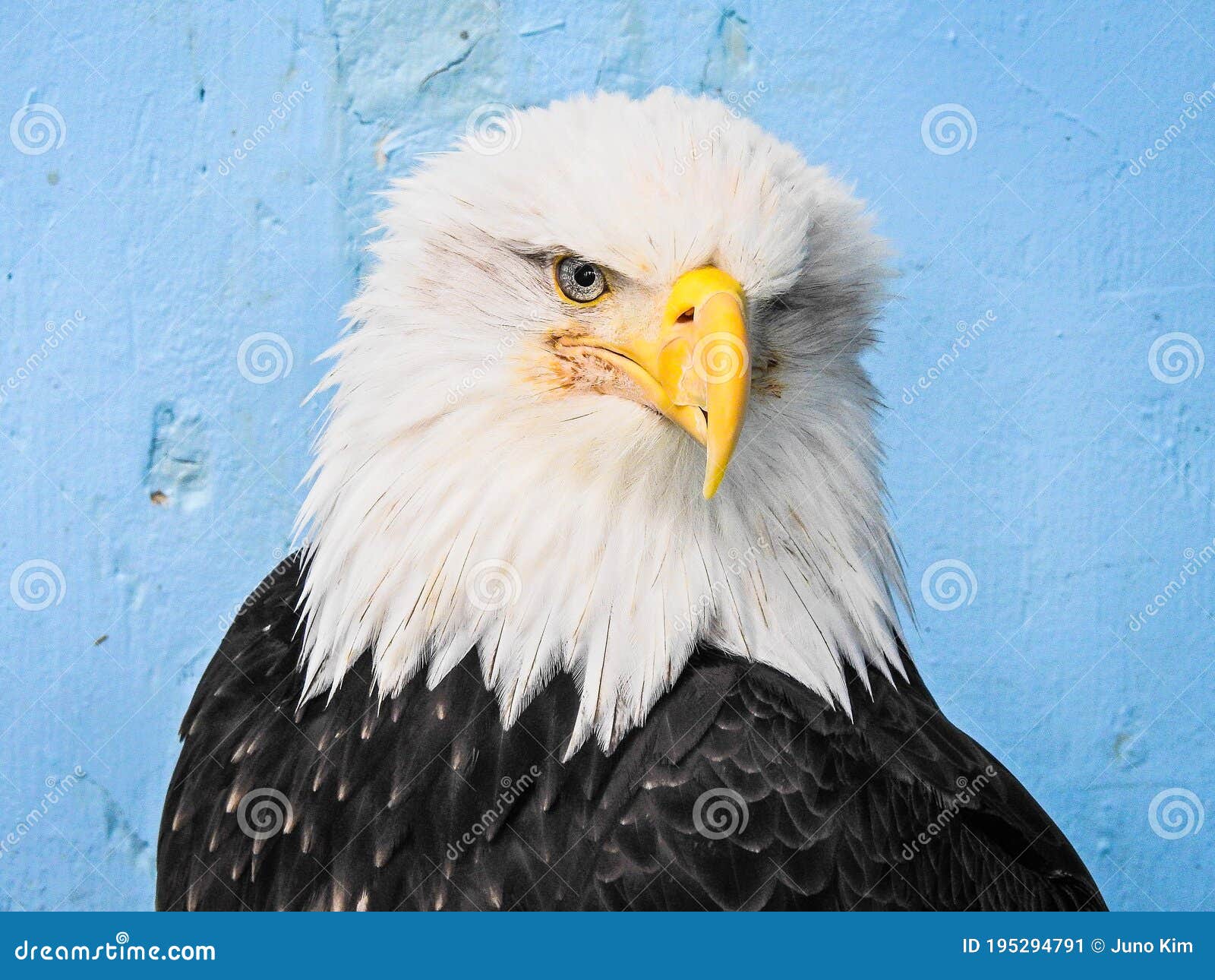 a bald eagle in alaska