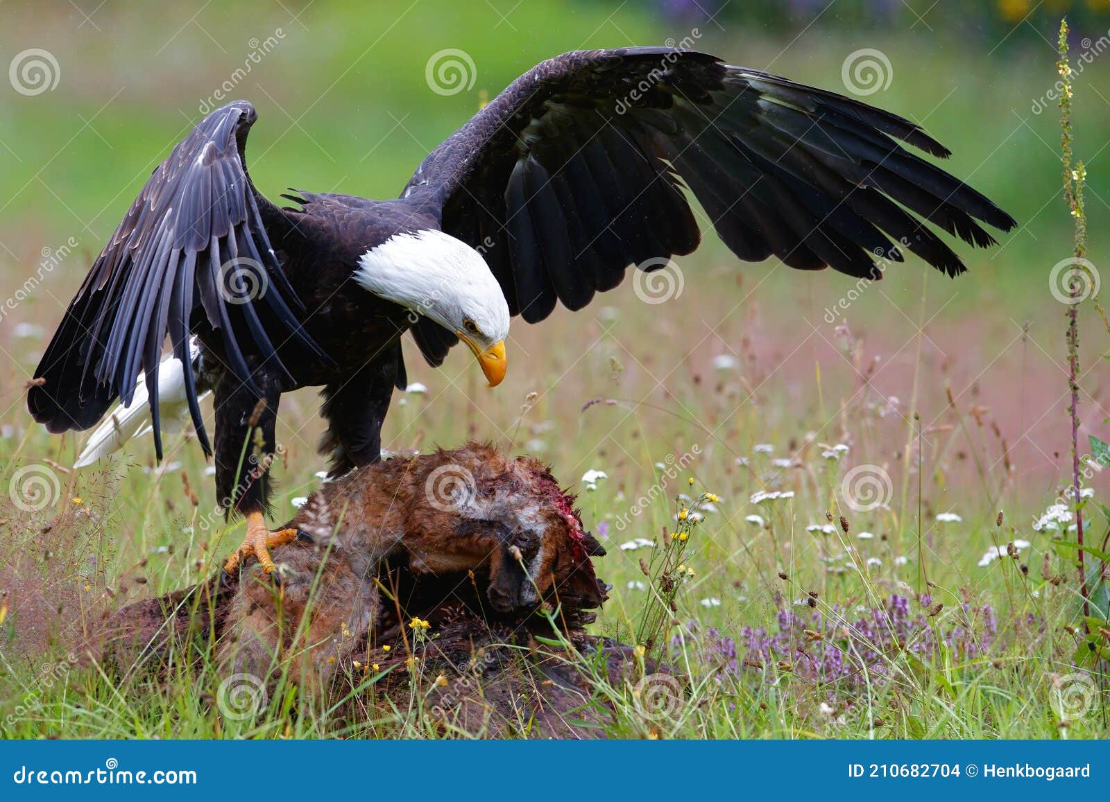 Bald Eagle or American Eagle Eating a Red Fox in the Netherlands Stock