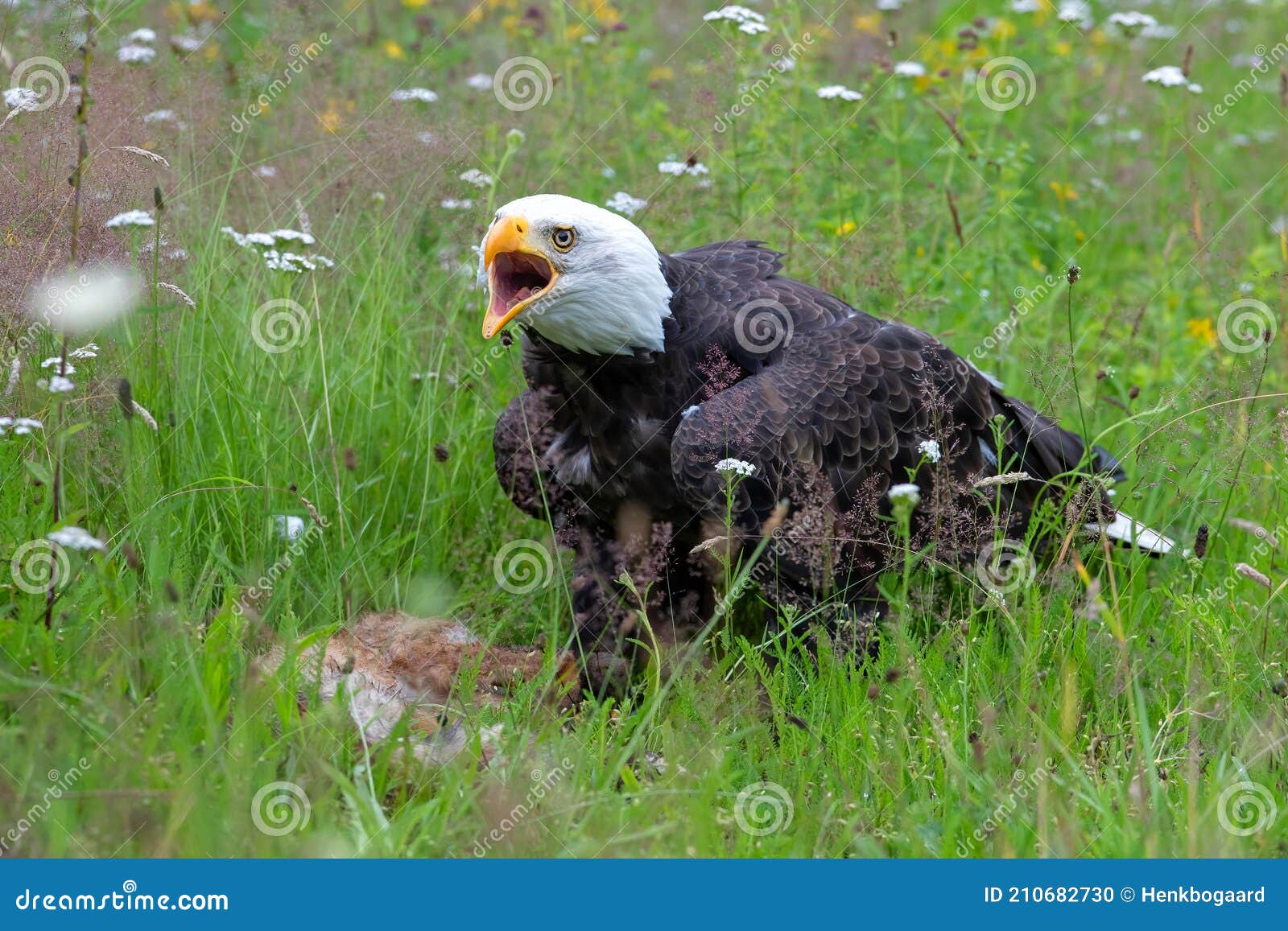 Bald Eagle or American Eagle Eating a Red Fox in the Netherlands Stock