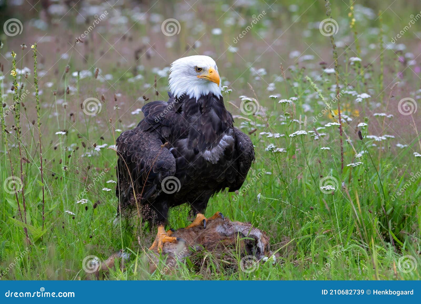 Bald Eagle or American Eagle Eating a Red Fox in the Netherlands Stock