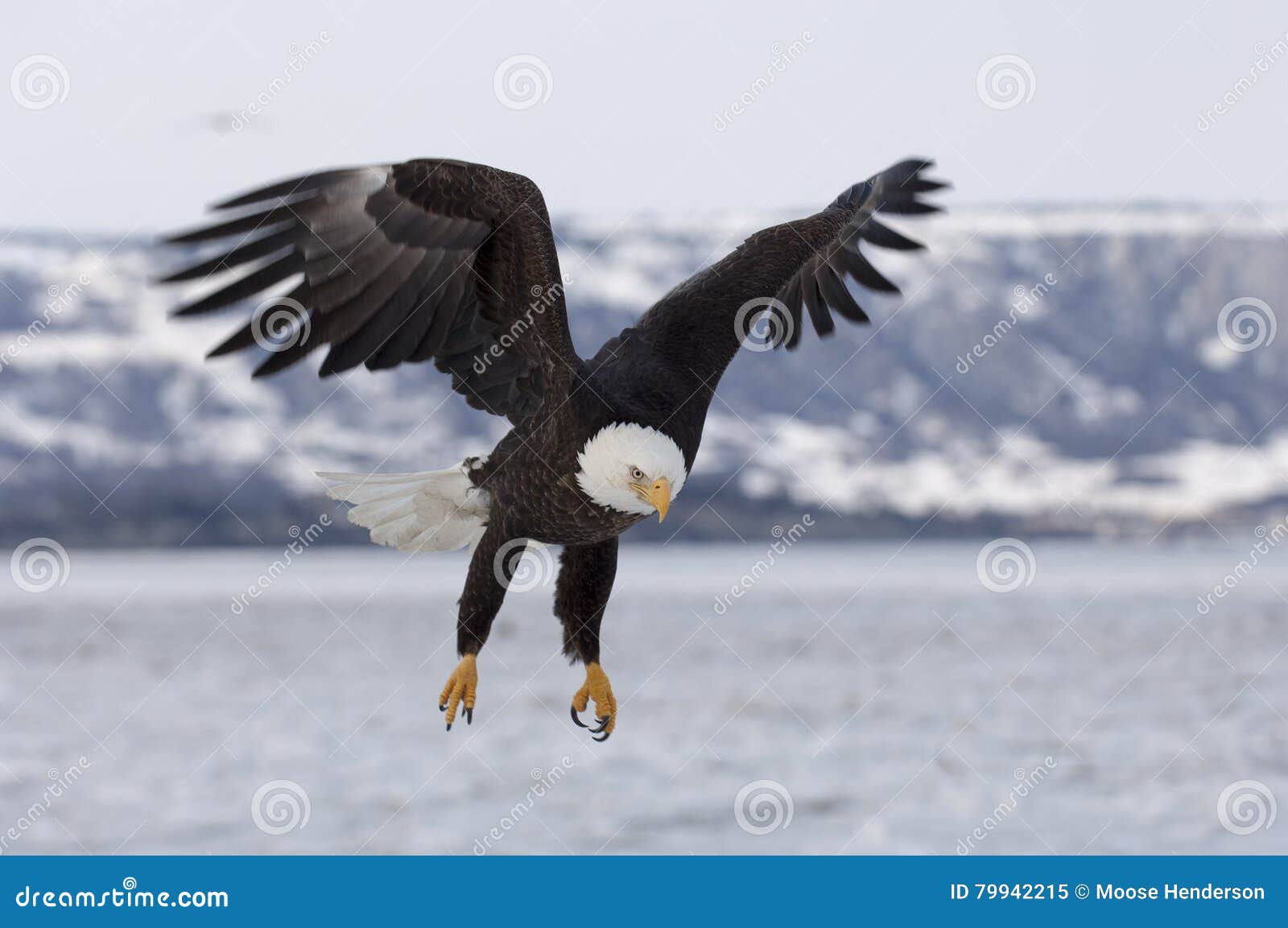 Bald Eagle Approaching for Landing on Ice in Bay in Homer, Alaska Stock