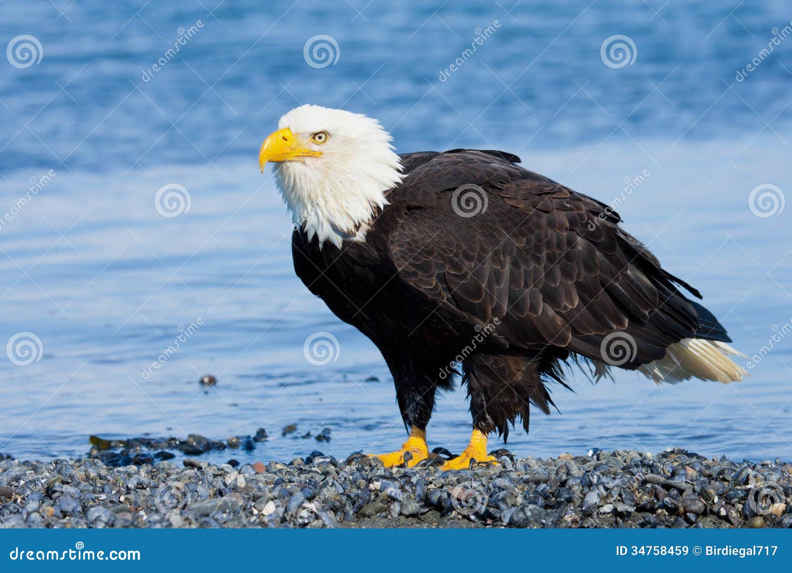Bald Eagle on Beach , Alaska Stock Image Image of raptor, eagle 34758459