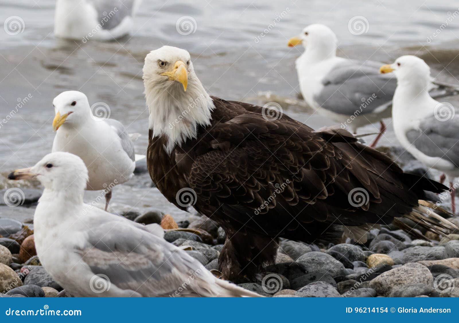 Bald eagle on the beach stock photo. Image of eagles 96214154