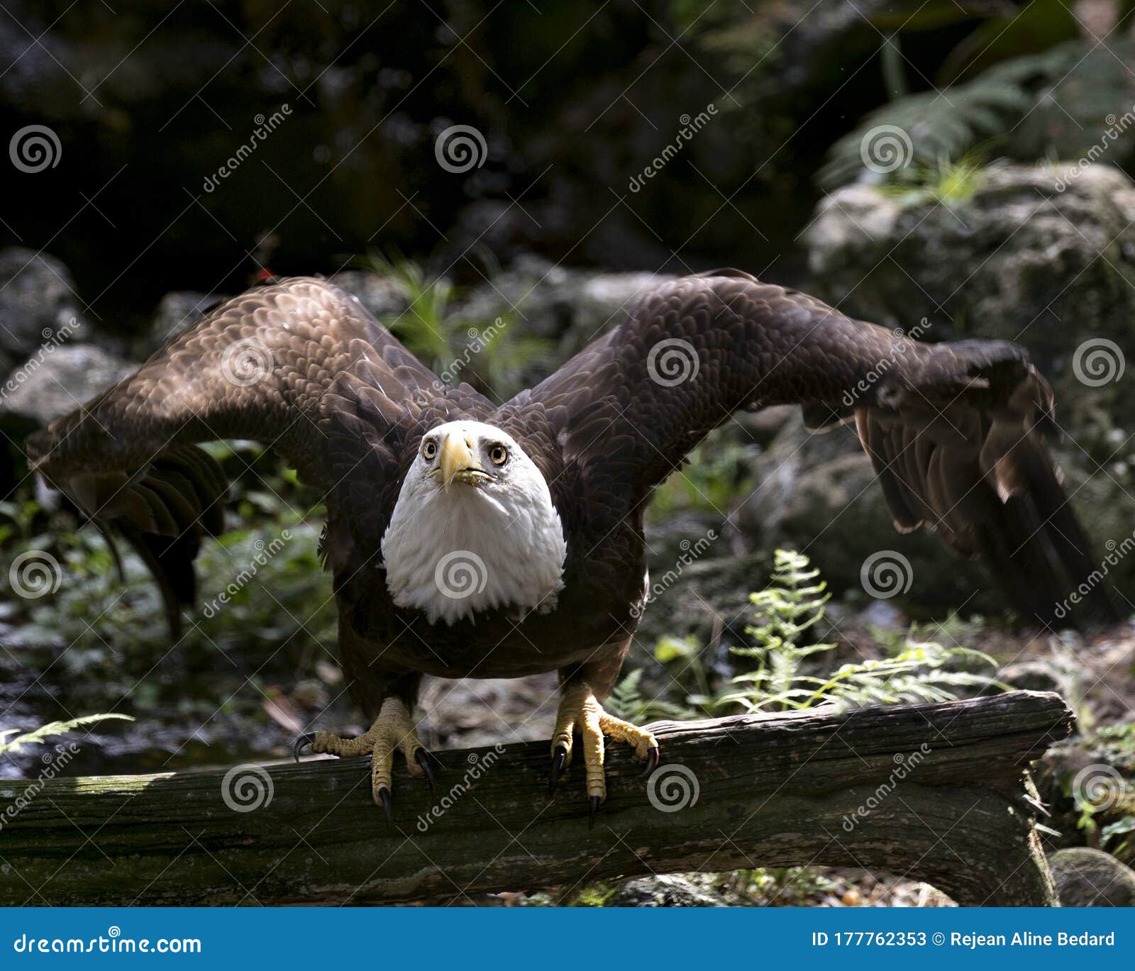 Bald Eagle Stock Photos. Image. Portrait. Picture. Perched with Spread