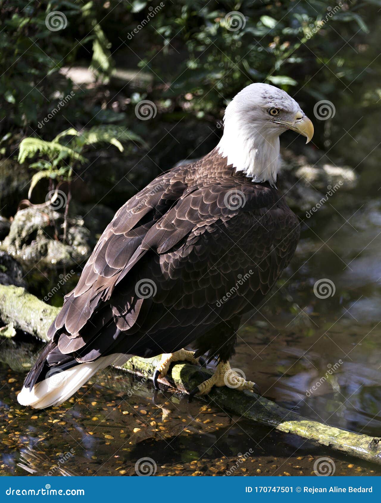 bald eagle bird stock photo. image. portrait. picture