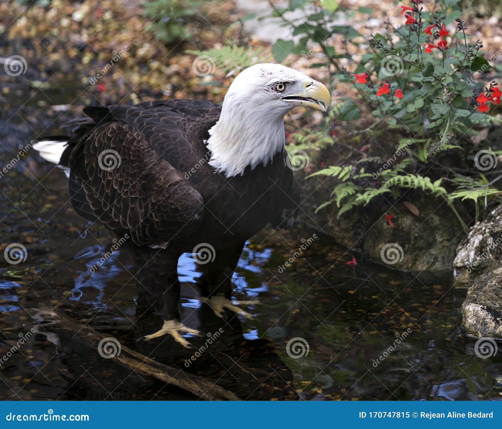 bald eagle bird stock photo. image. portrait. picture