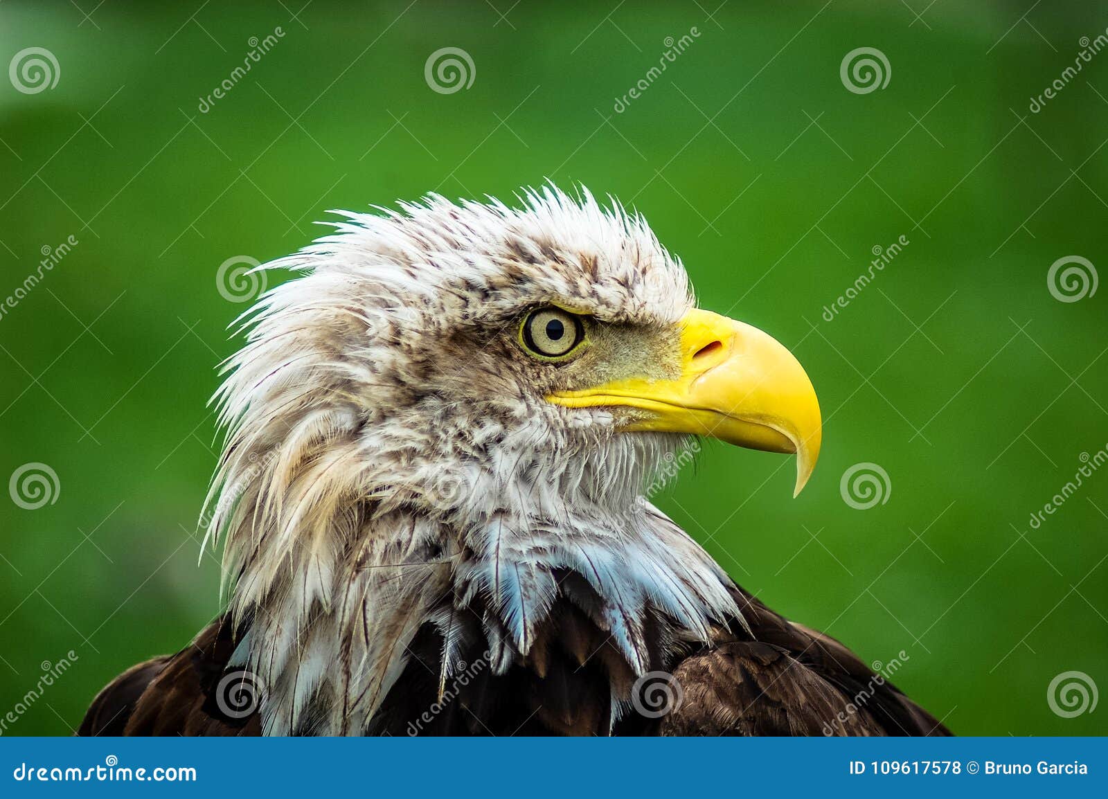 bald eagle in cabarceno natural reserve
