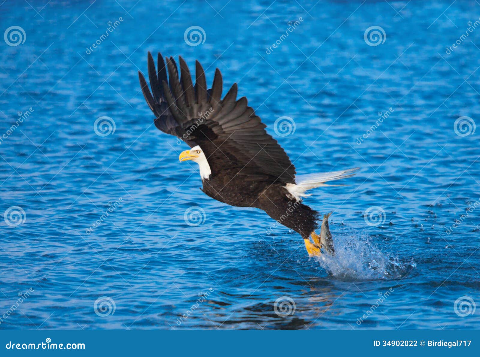 Bald Eagle Catching Fish, Alaska Stock Photo Image of american, blue