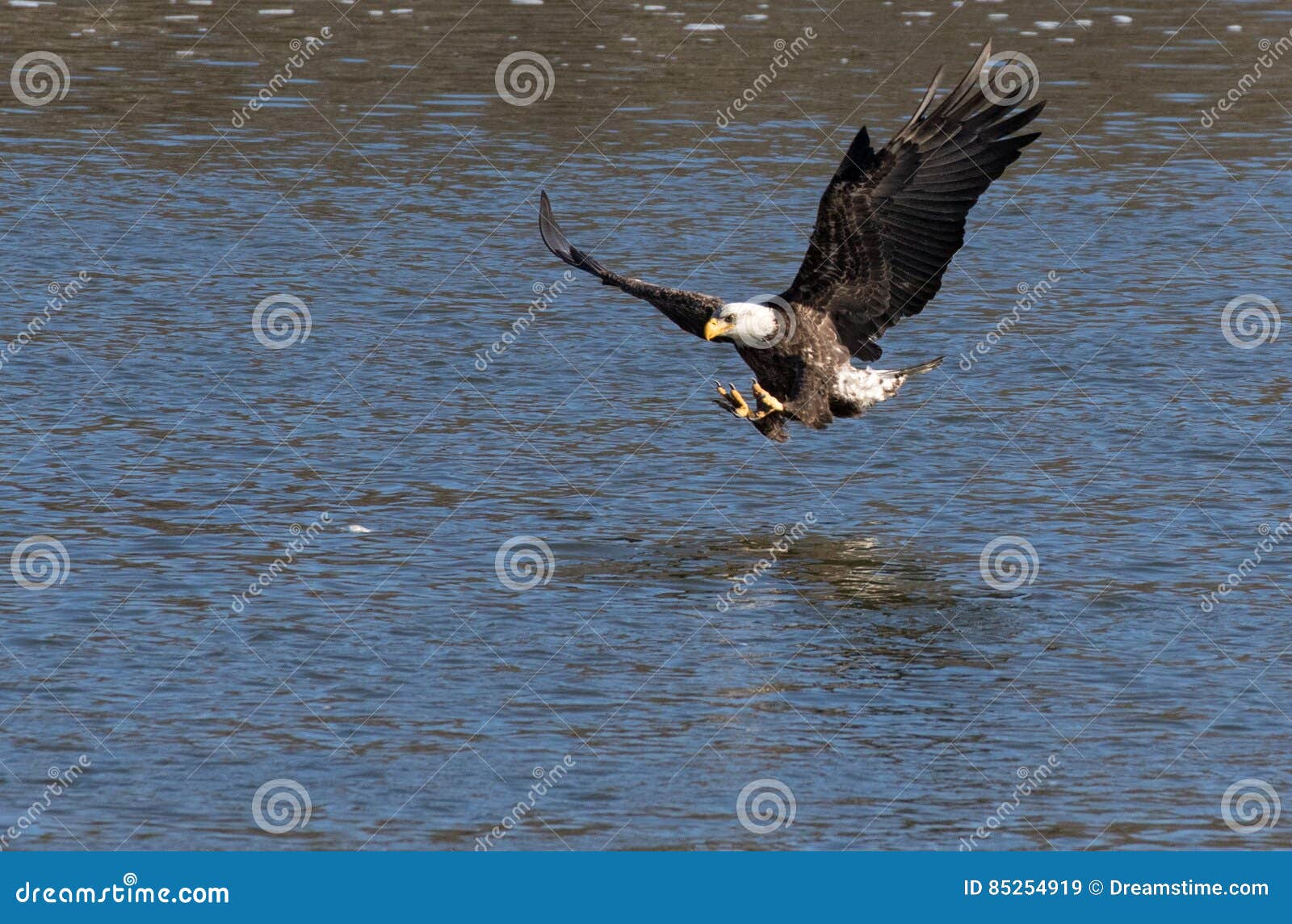 Bald Eagle Catching a Fish stock image. Image of eating 85254919