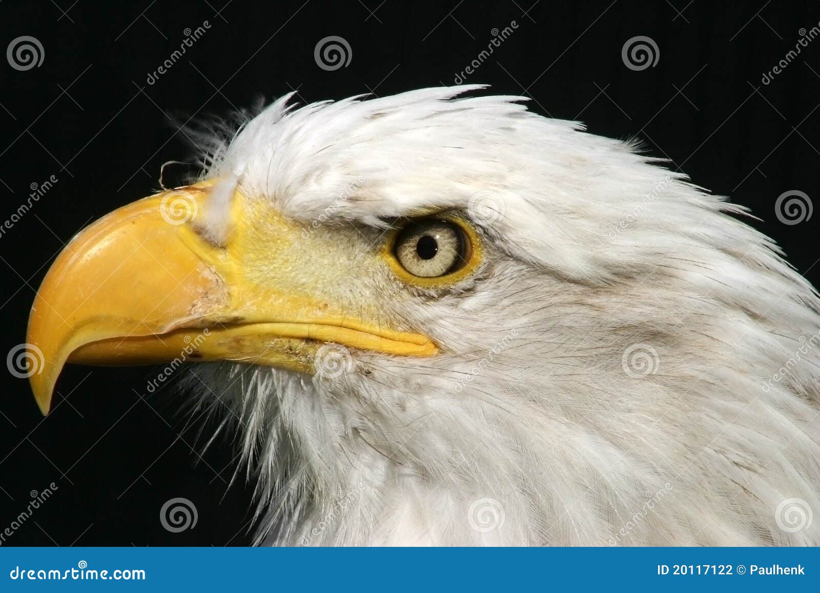 Bald eagle closeup stock photo. Image of head, eagle 20117122