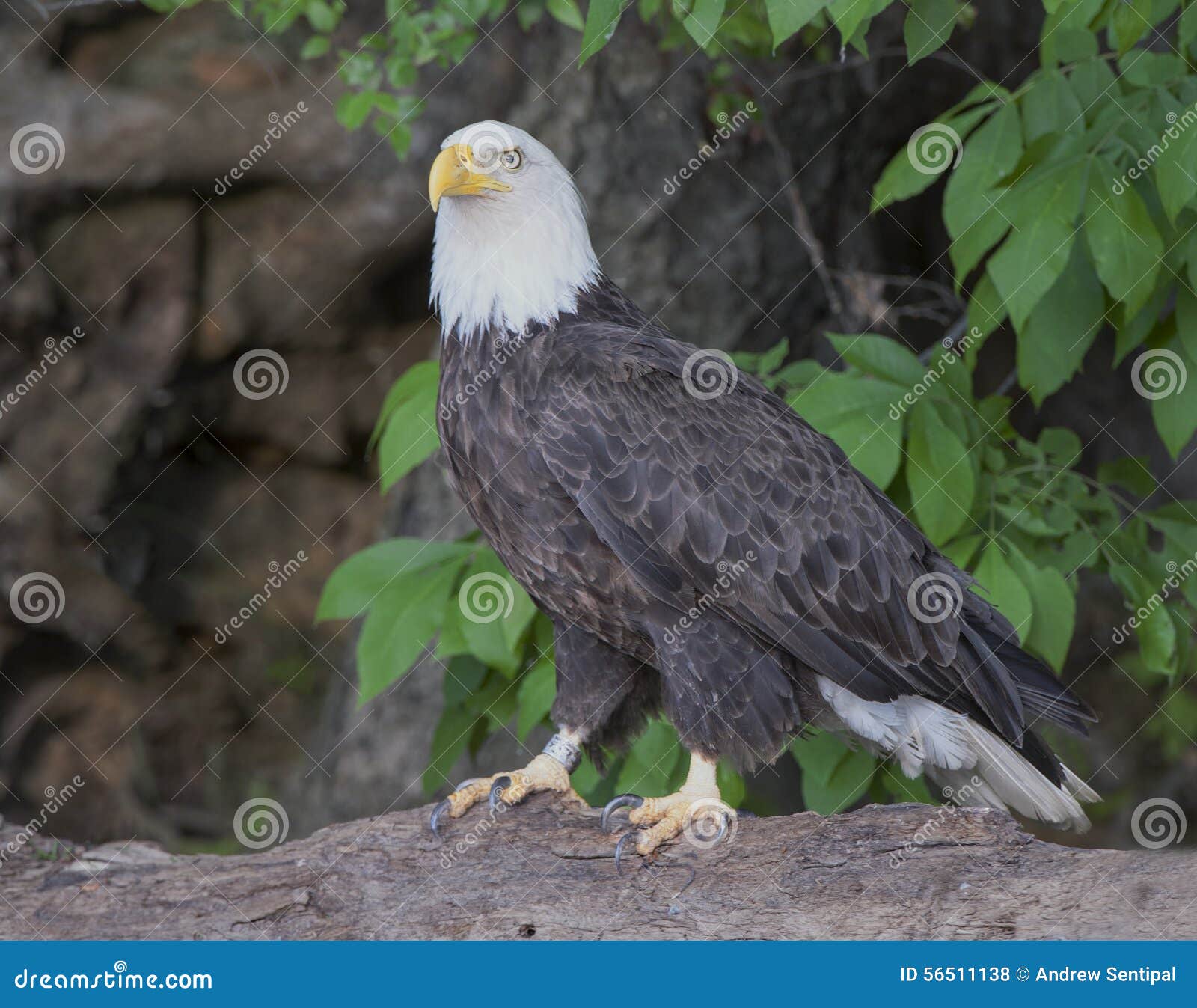 Bald Eagle Closeup Sitting On A Downed Tree Stock Photo - Image: 56511138