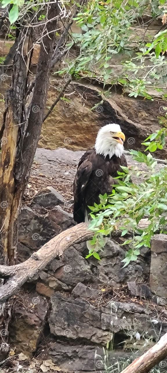 Bald eagle colorado zoo stock photo. Image of animal 191697744