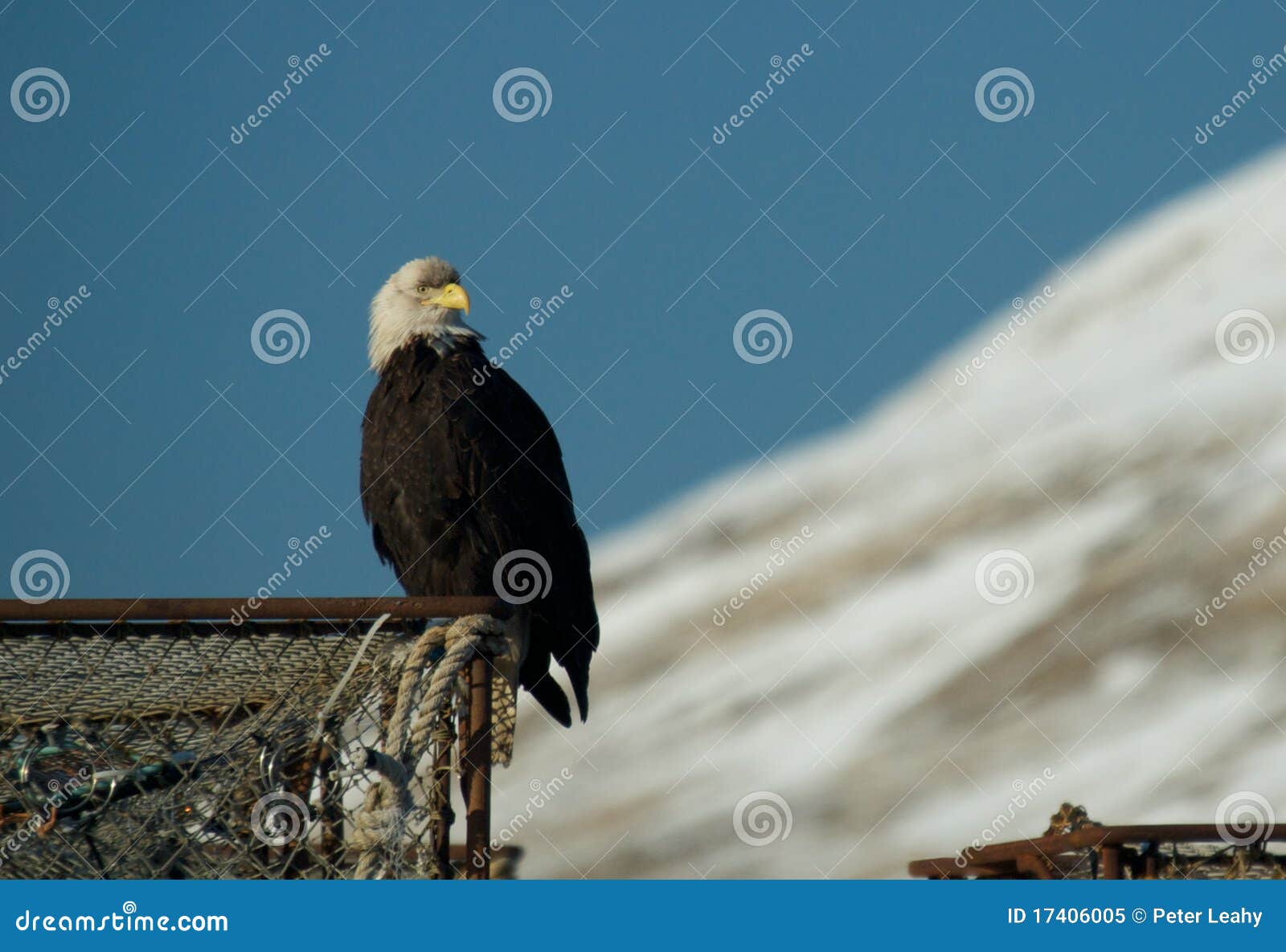 Bald Eagle on a Crab Pot stock image. Image of perch 17406005