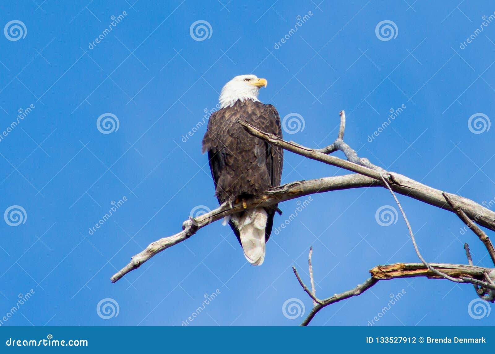 Bald Eagle, Denver, Colorado Stock Photo - Image of denver, bald: 133527912
