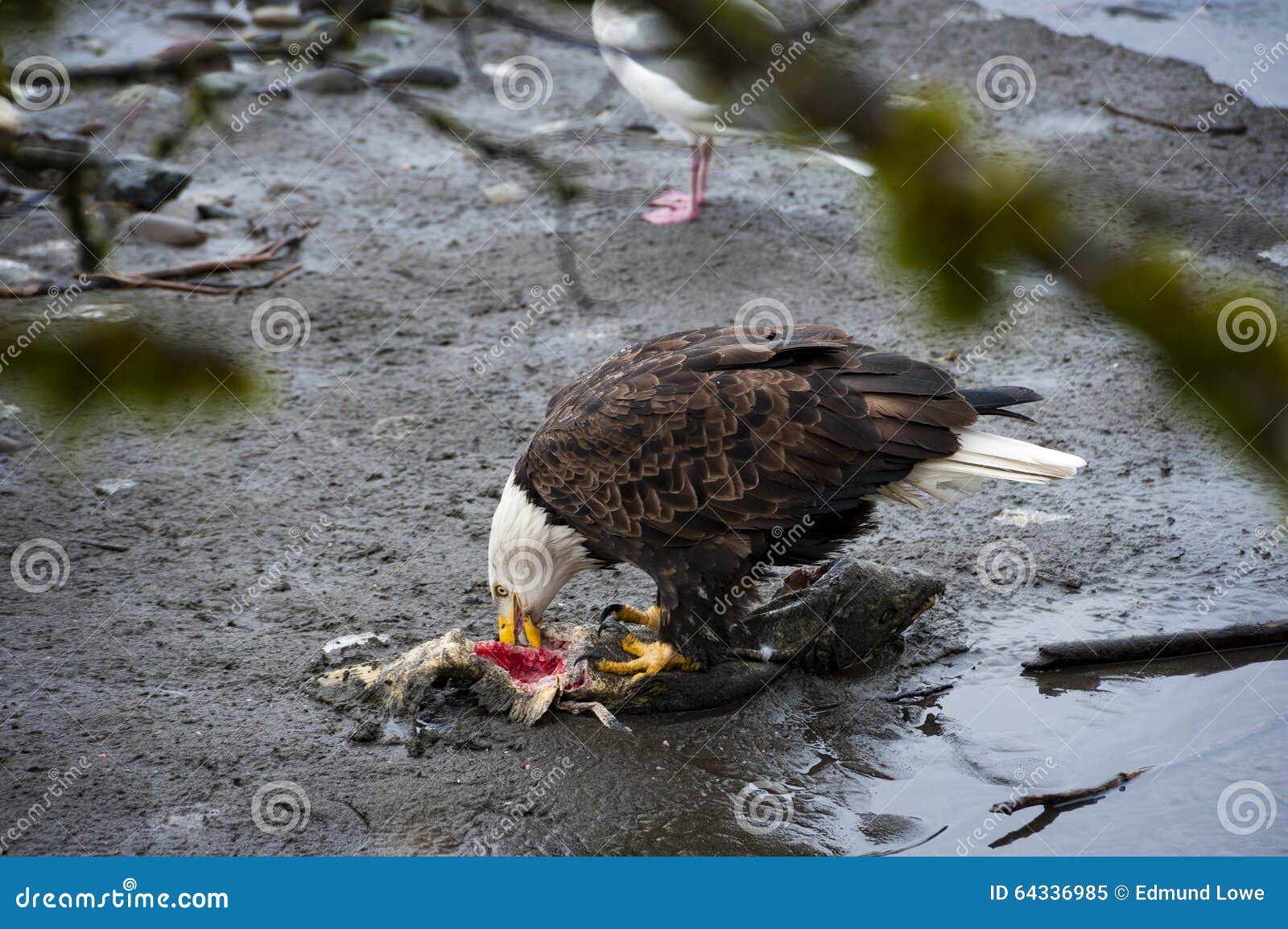 Bald Eagle stock image. Image of haliaeetus, fish, black 64336985