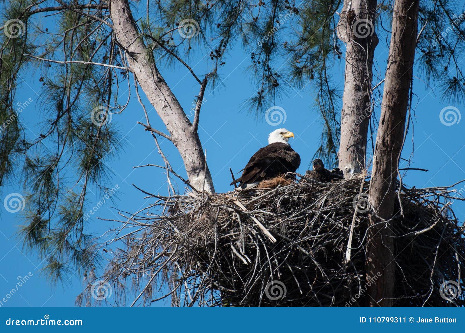 A Bald Eagle and an Eaglet Sit in Their Nest Stock Image Image