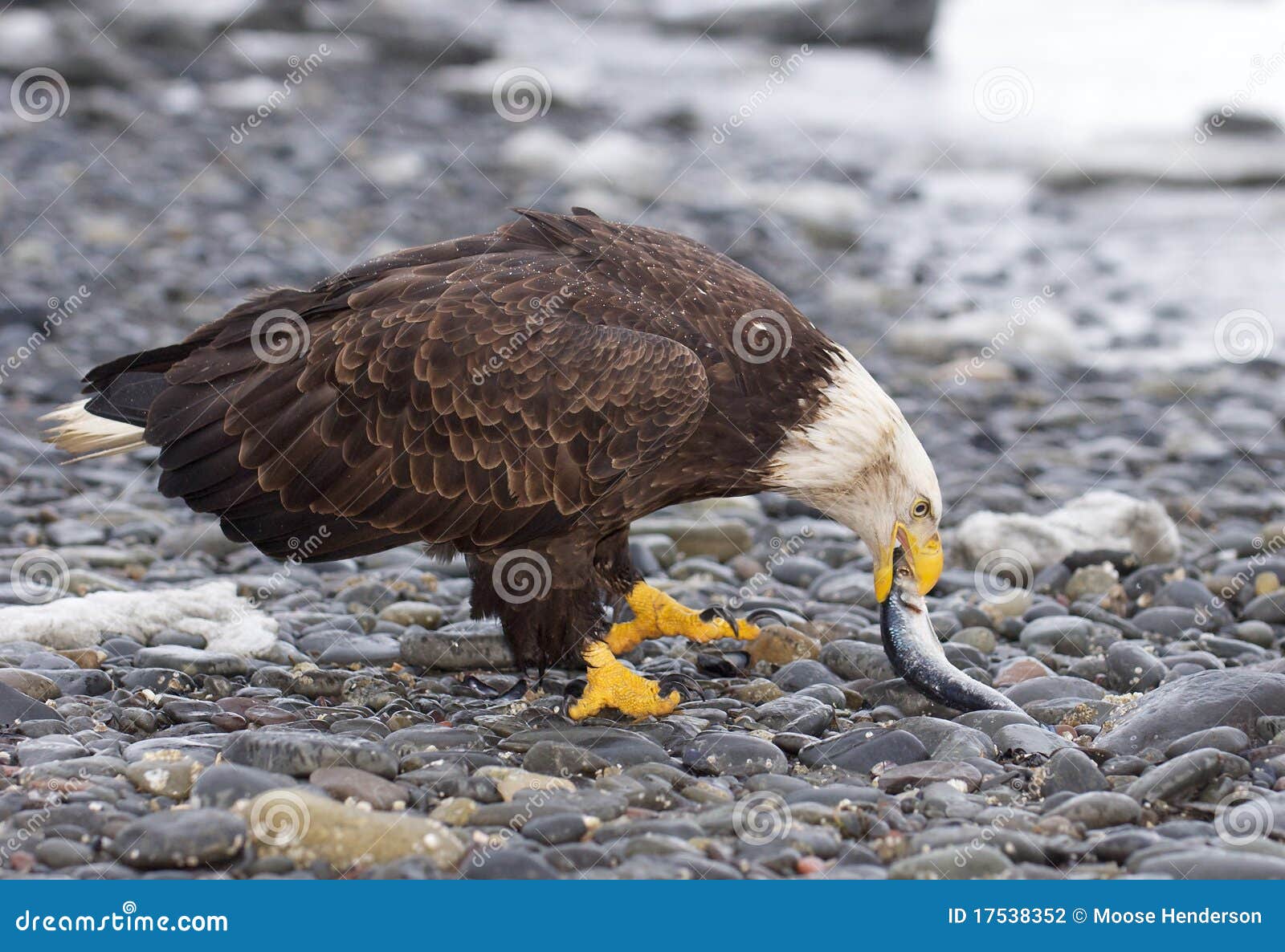 Bald Eagle eating stock photo. Image of aves, creature 17538352