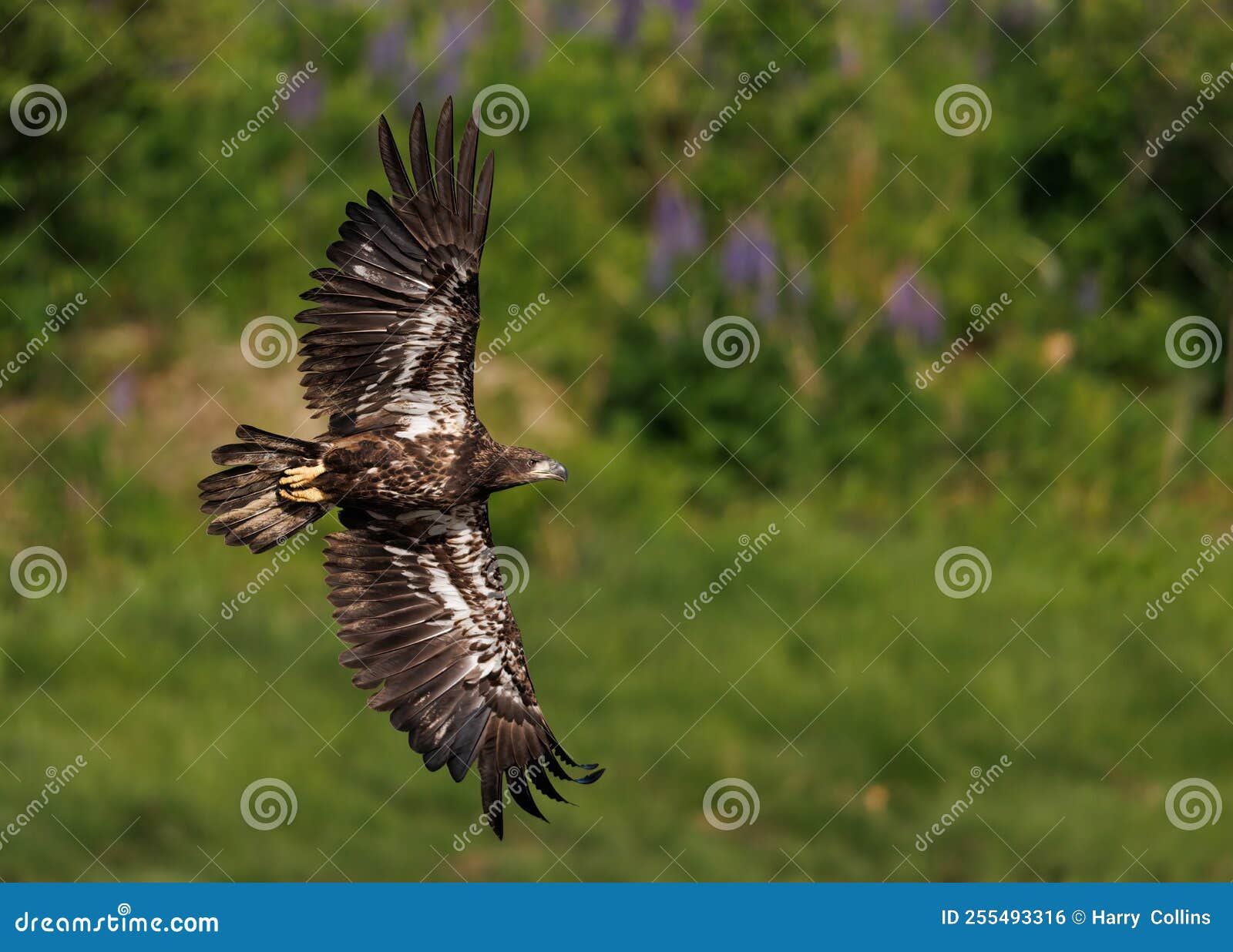 Bald Eagle Fishing in Maine Stock Photo Image of great, fishing