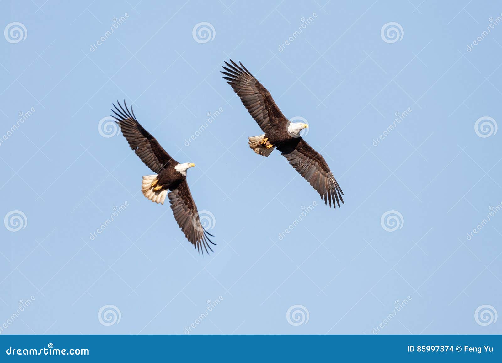 bald eagle in flight