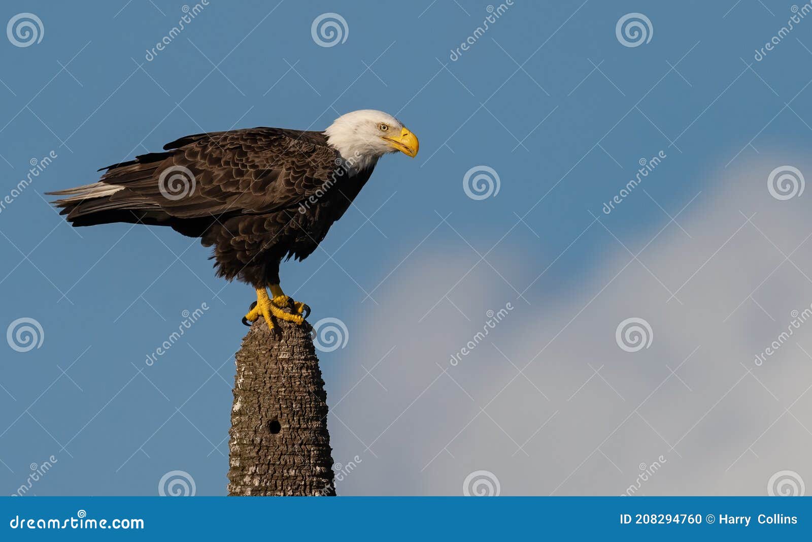 A Bald Eagle in Florida stock photo. Image of columbia 208294760