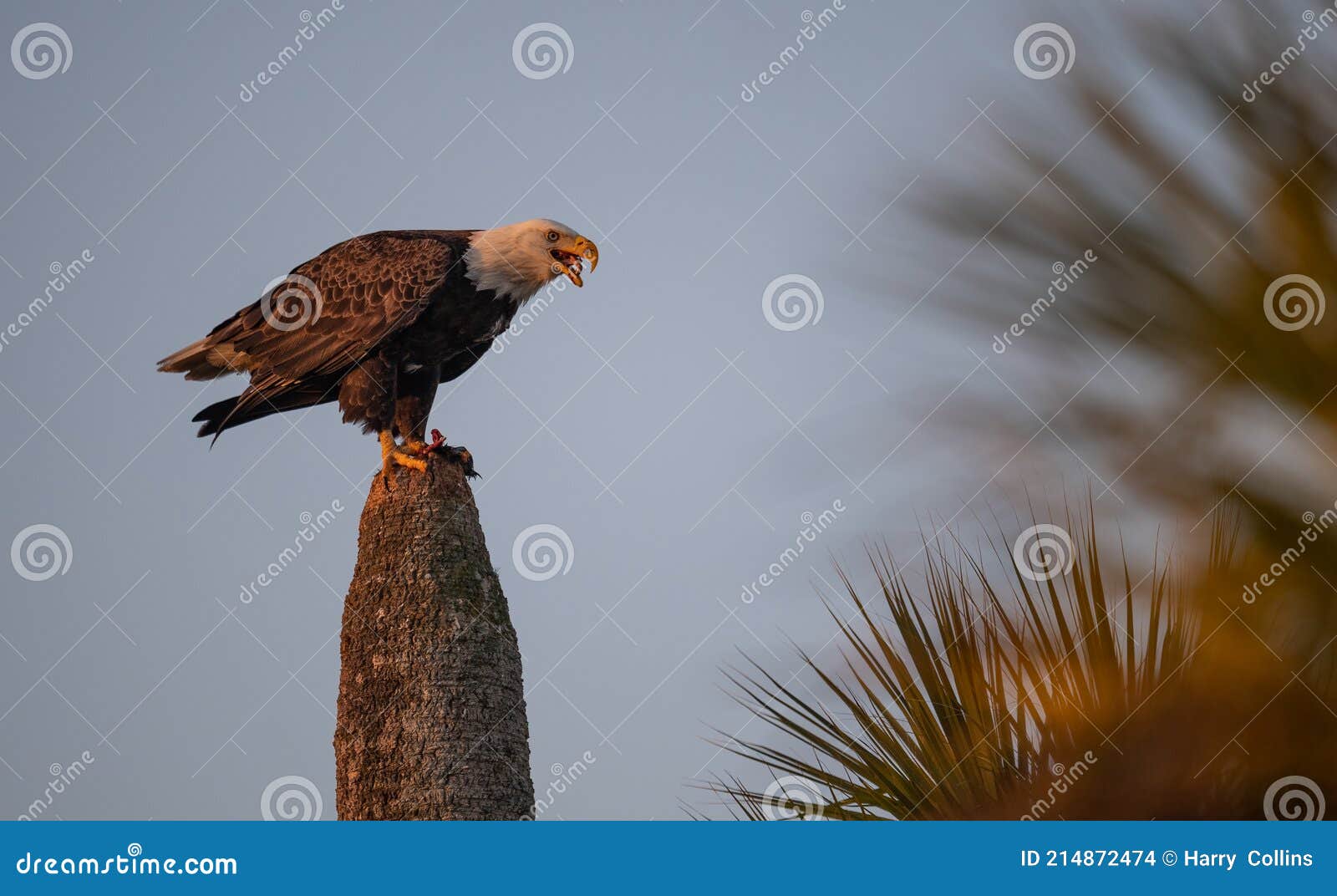 A Bald Eagle in Florida stock photo. Image of eastern 214872474