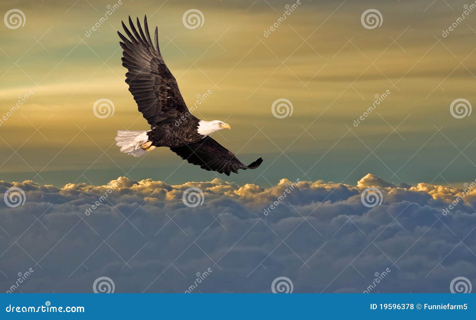 bald eagle flying above the clouds