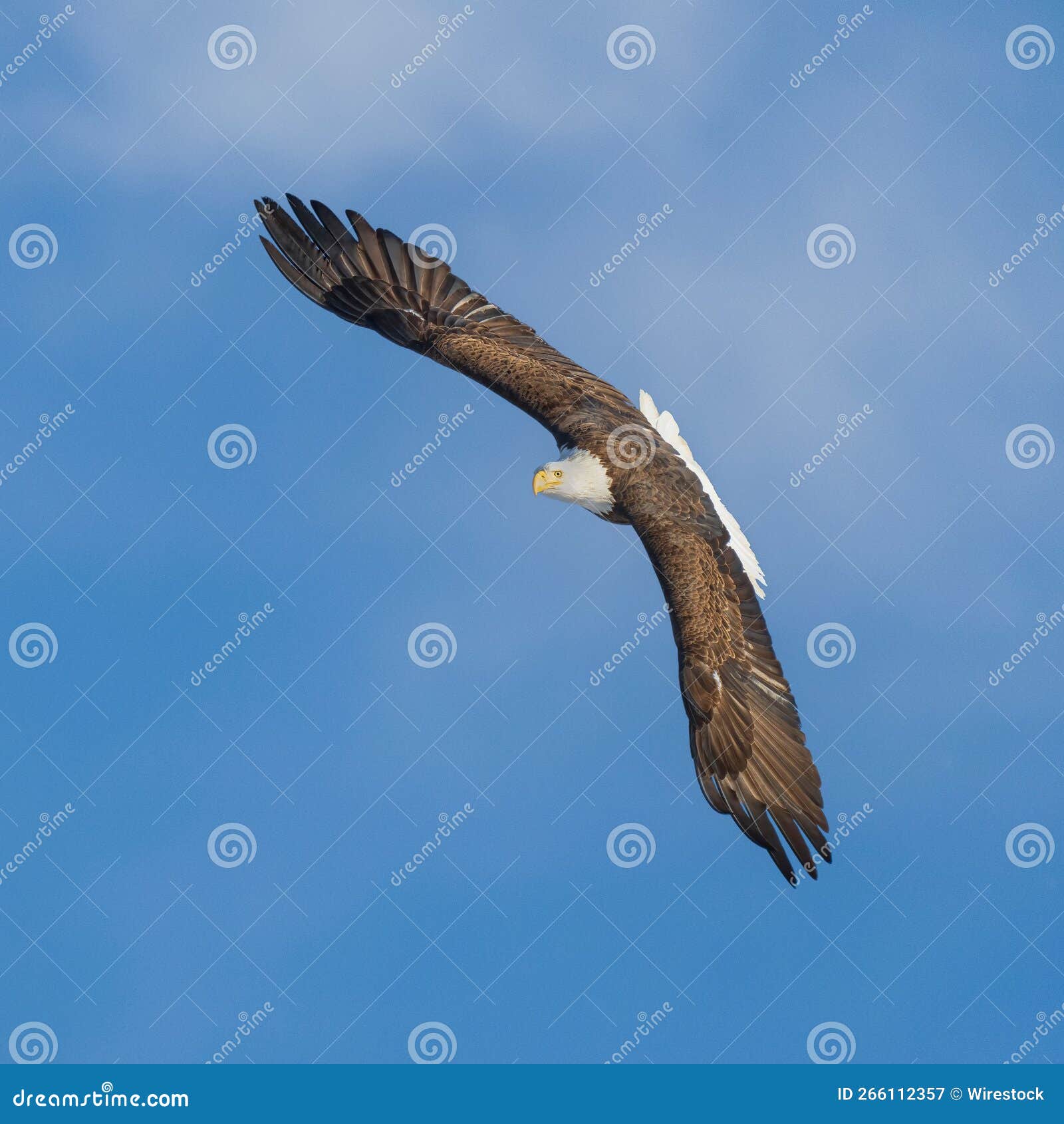 Bald Eagle Flying Against a Blue Sky with Clouds. Stock Image Image