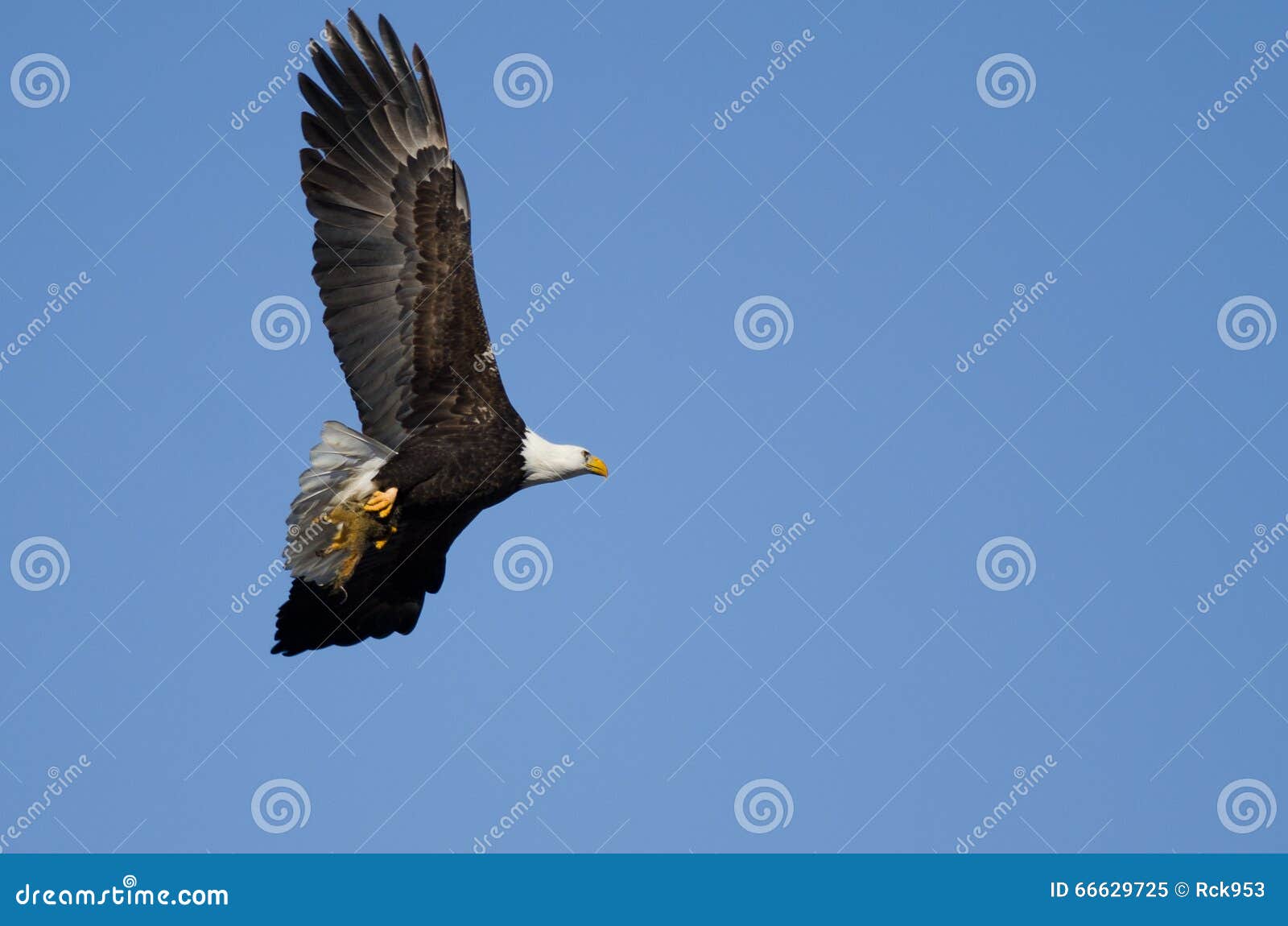 Bald Eagle Flying in a Blue Sky Carrying a Half Eaten Squirrel Stock