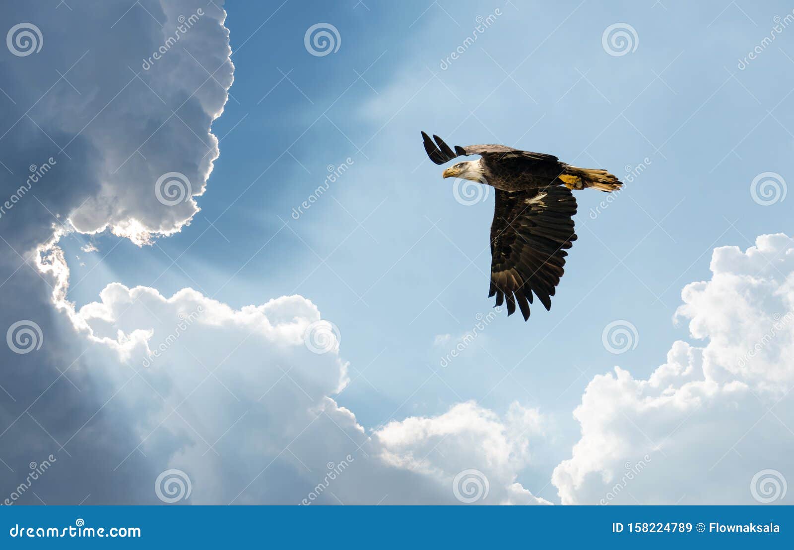 Eagle Soaring Clouds Stock Photos Download 533 Royalty Free Photos