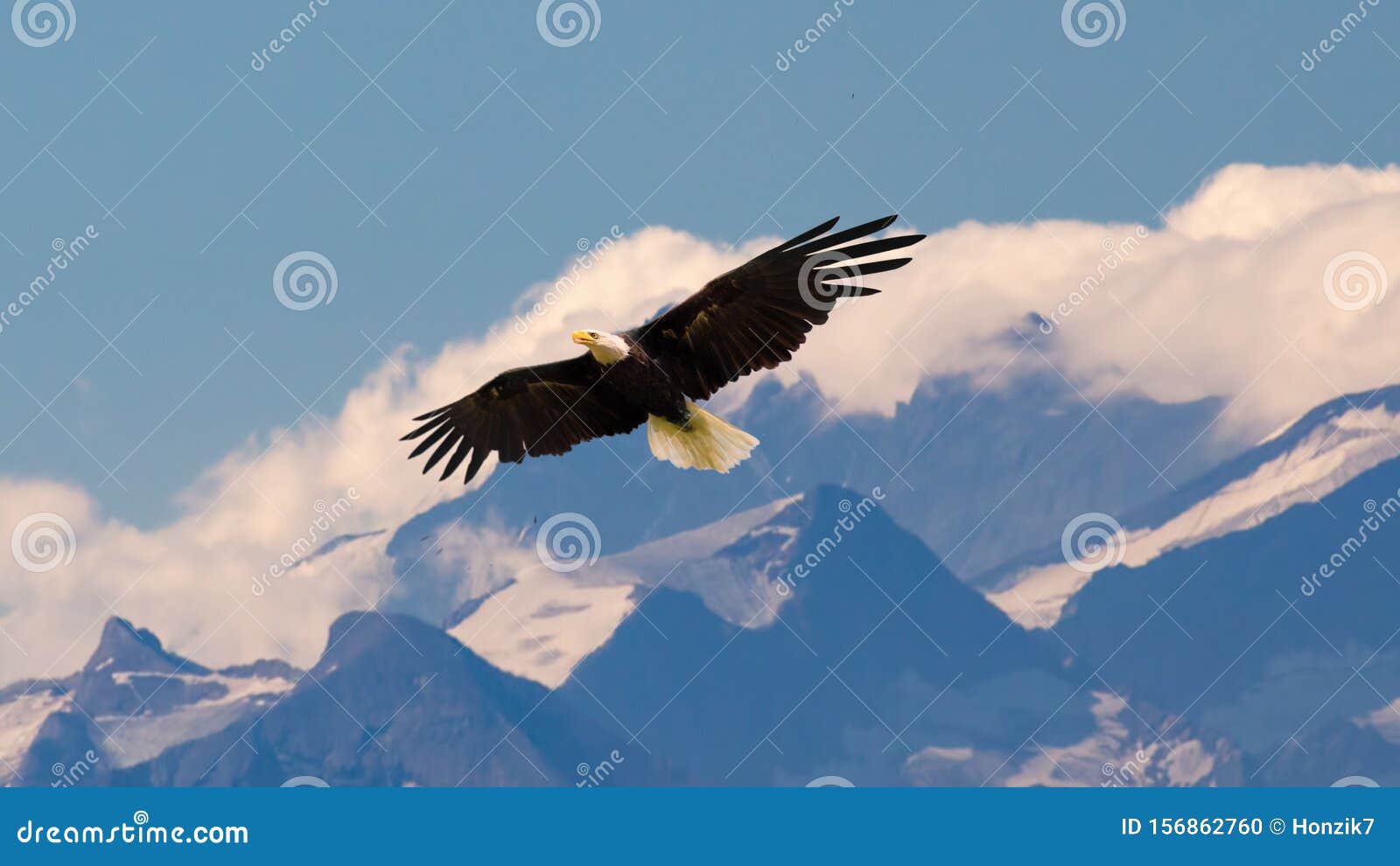 bald eagle flying and gliding slowly and majestic