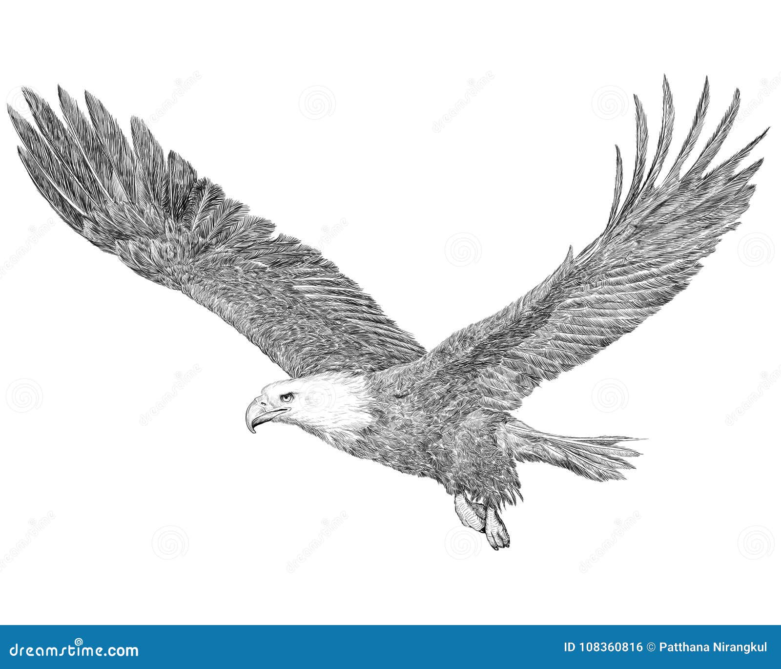 Screaming Eagle Drawing by ErnestoVladimir  Eagle drawing Eagle artwork  Art inspiration