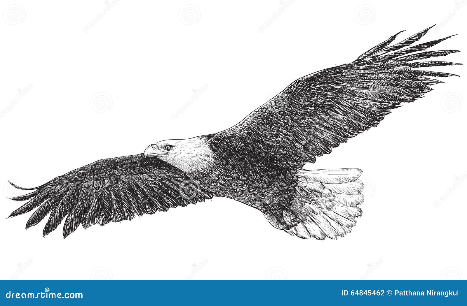 Drawing Of Bald Eagle Images | Free Photos, PNG Stickers, Wallpapers &  Backgrounds - rawpixel