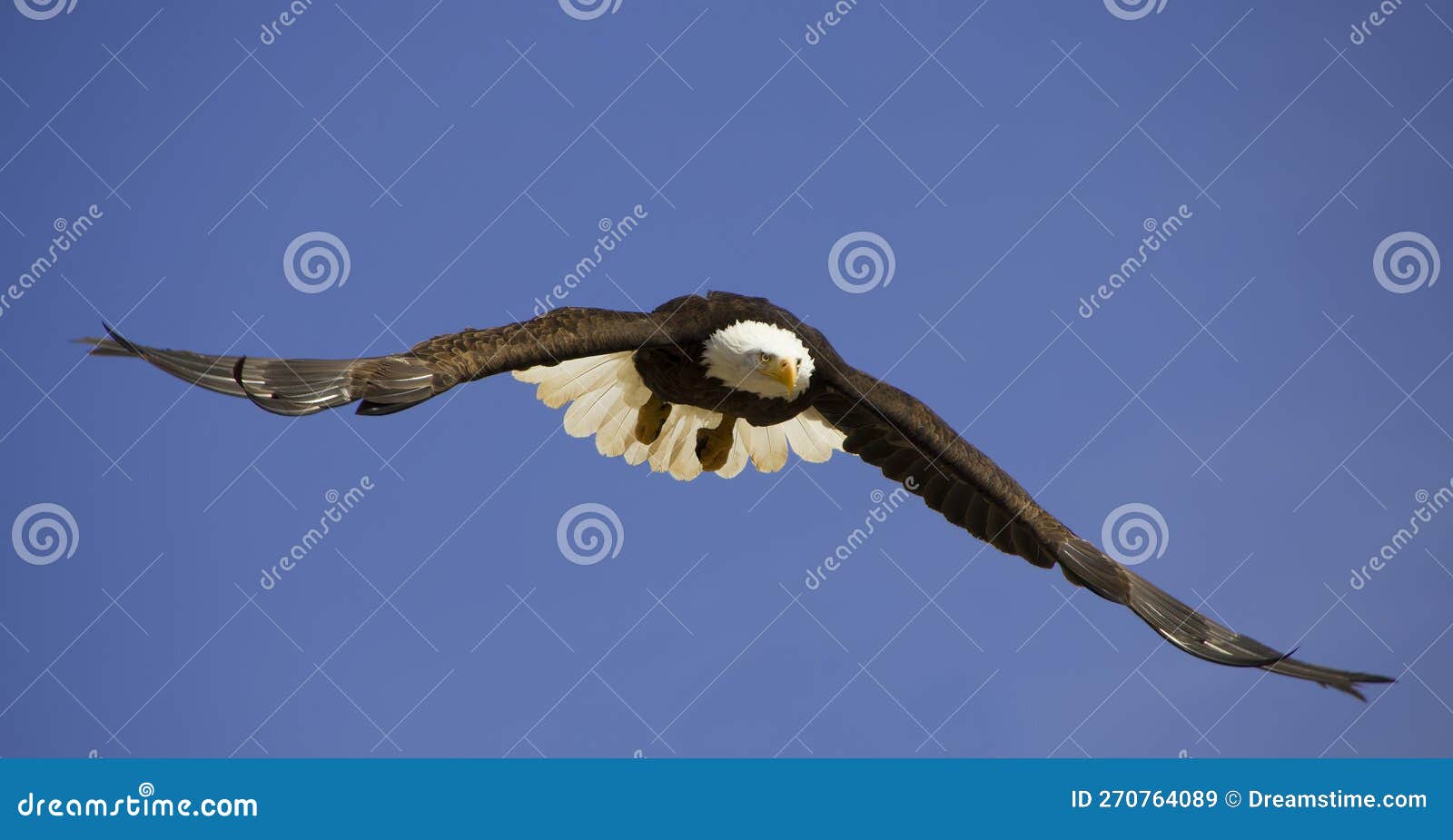 A Bald Eagle Flying, Showing Its Huge Wing Span Stock Image - Image of