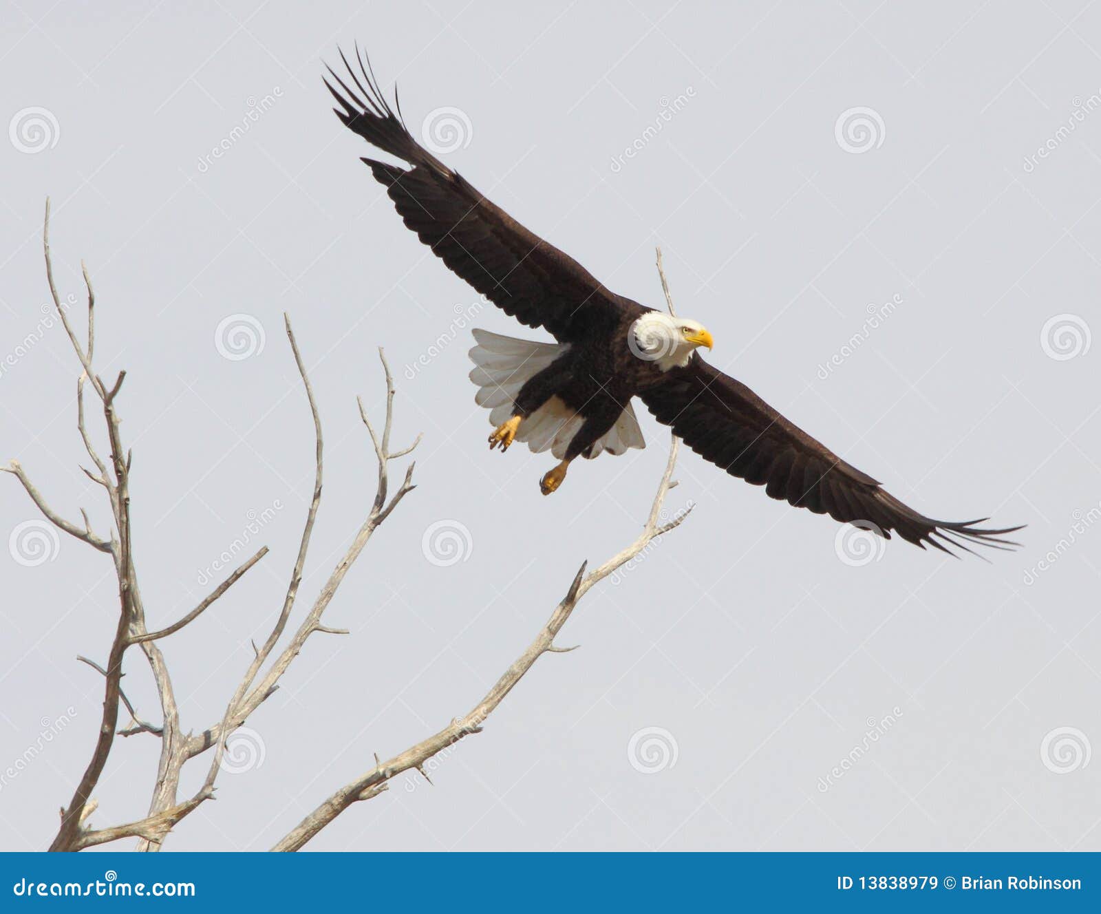 Bald eagle full wing span stock image. Image of span - 13838979