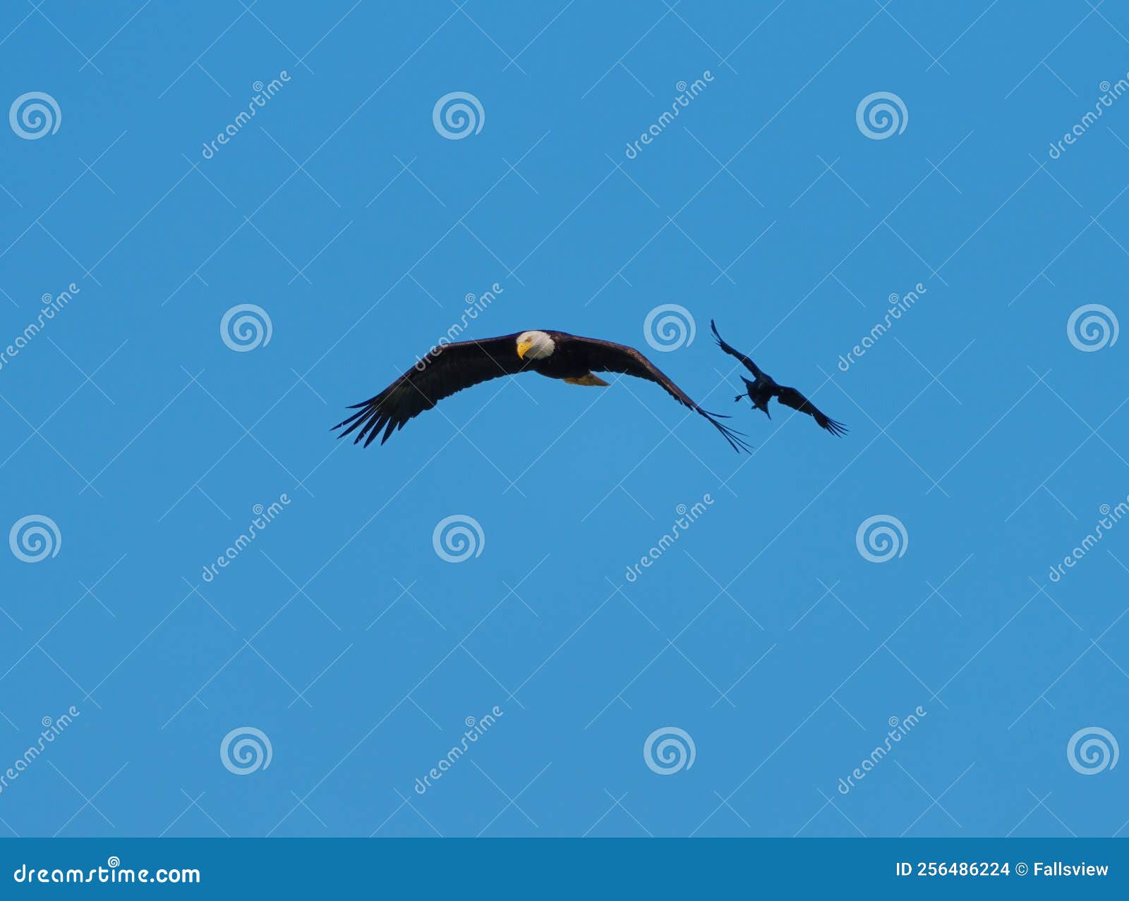 bald eagle gliding but harassed by a red winged blackbird