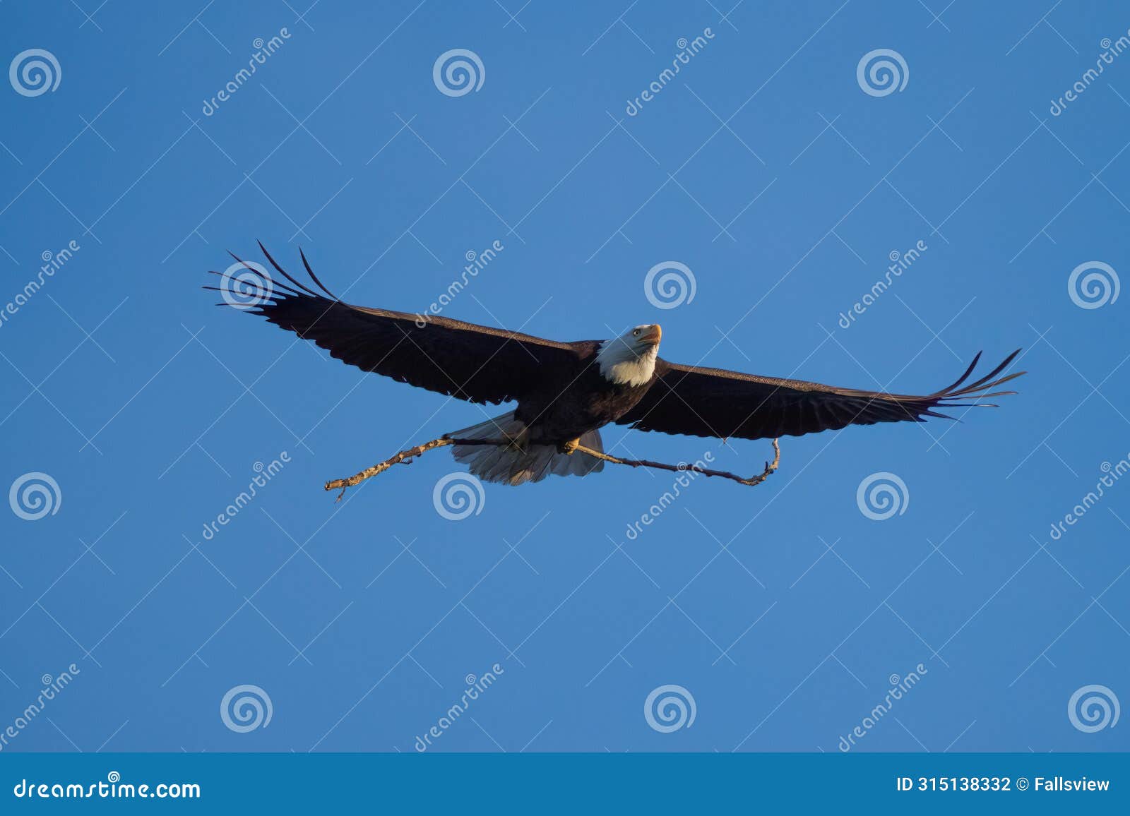 bald eagle gliding in the sky