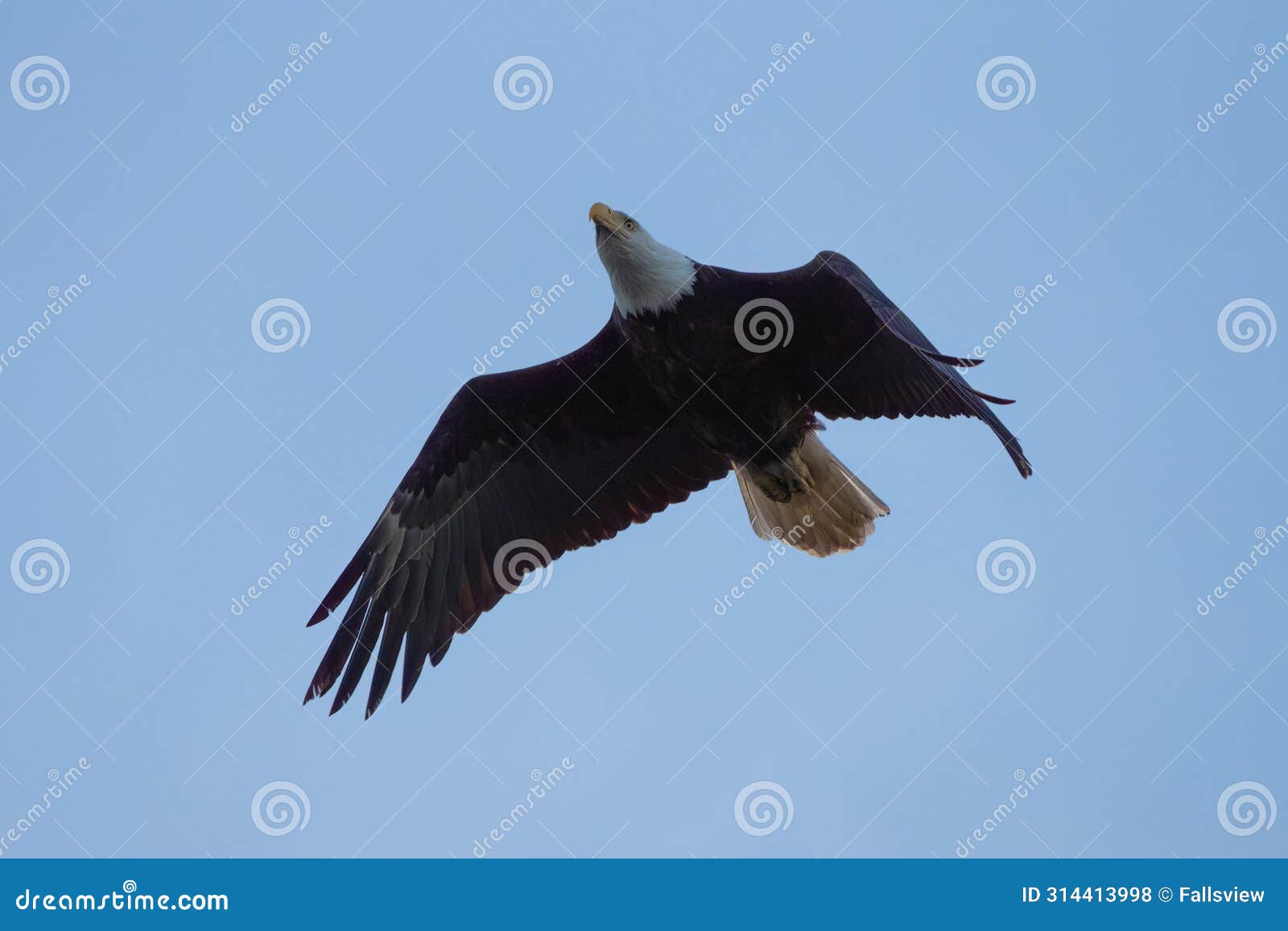 bald eagle gliding in the sky