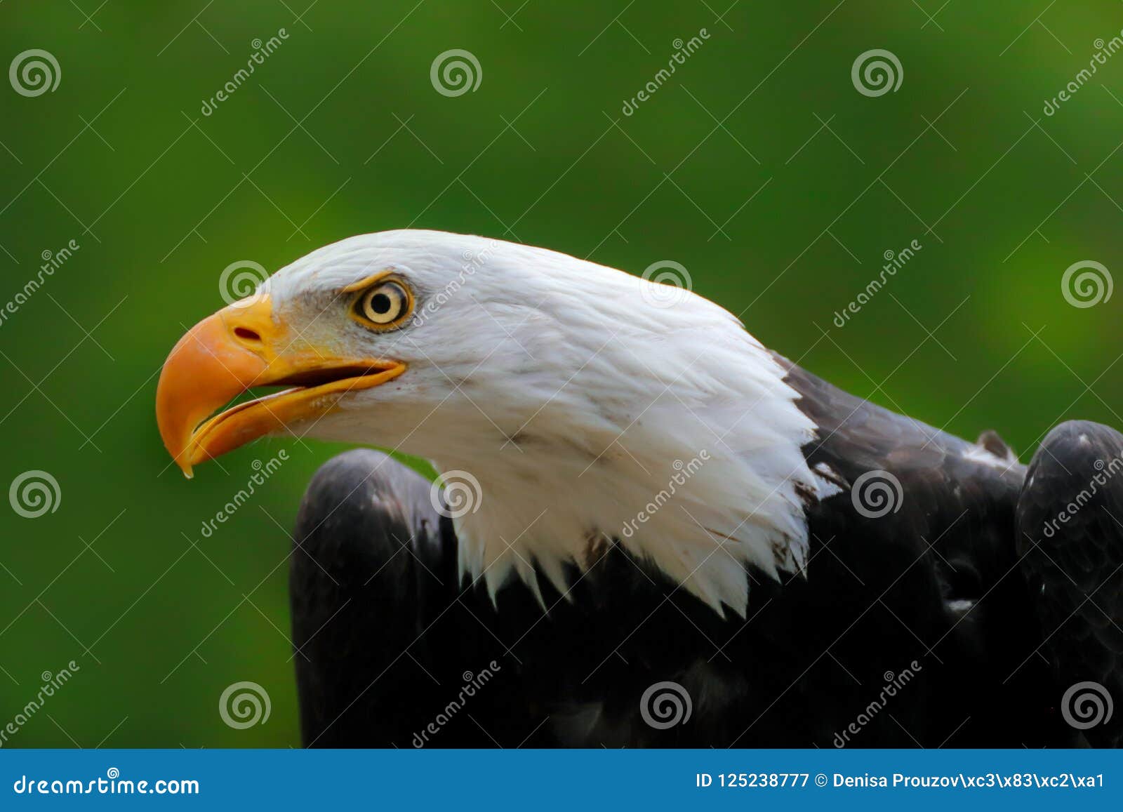 Portrait Face American Eagle With Green Background Stock Image Image Of Portrait Leucocephalus