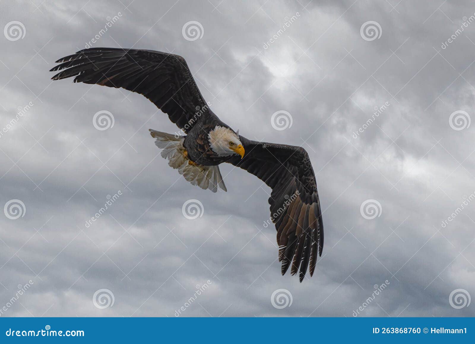 Bald Eagle on the Hunt stock photo. Image of flight - 263868760
